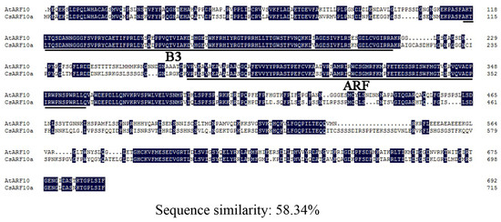 Cucumber Auxin Response Factor CsARF10a Regulates Leaf