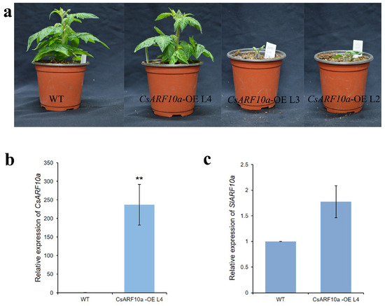 Cucumber Auxin Response Factor CsARF10a Regulates Leaf