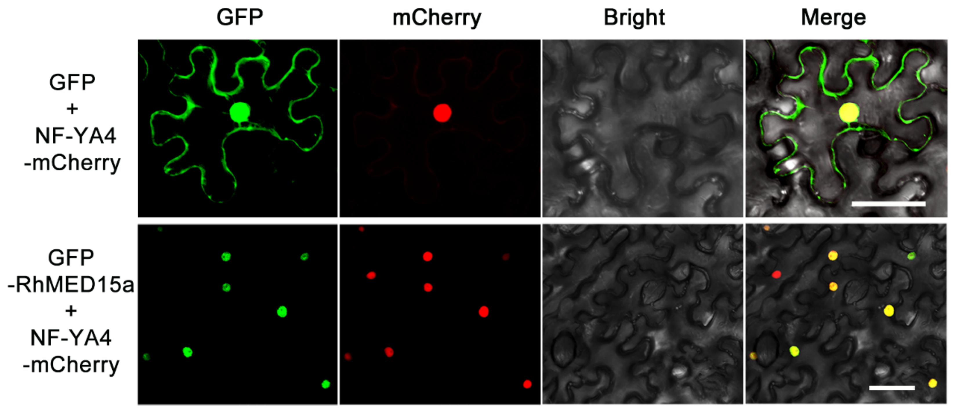 Horticulturae 10 00084 g004