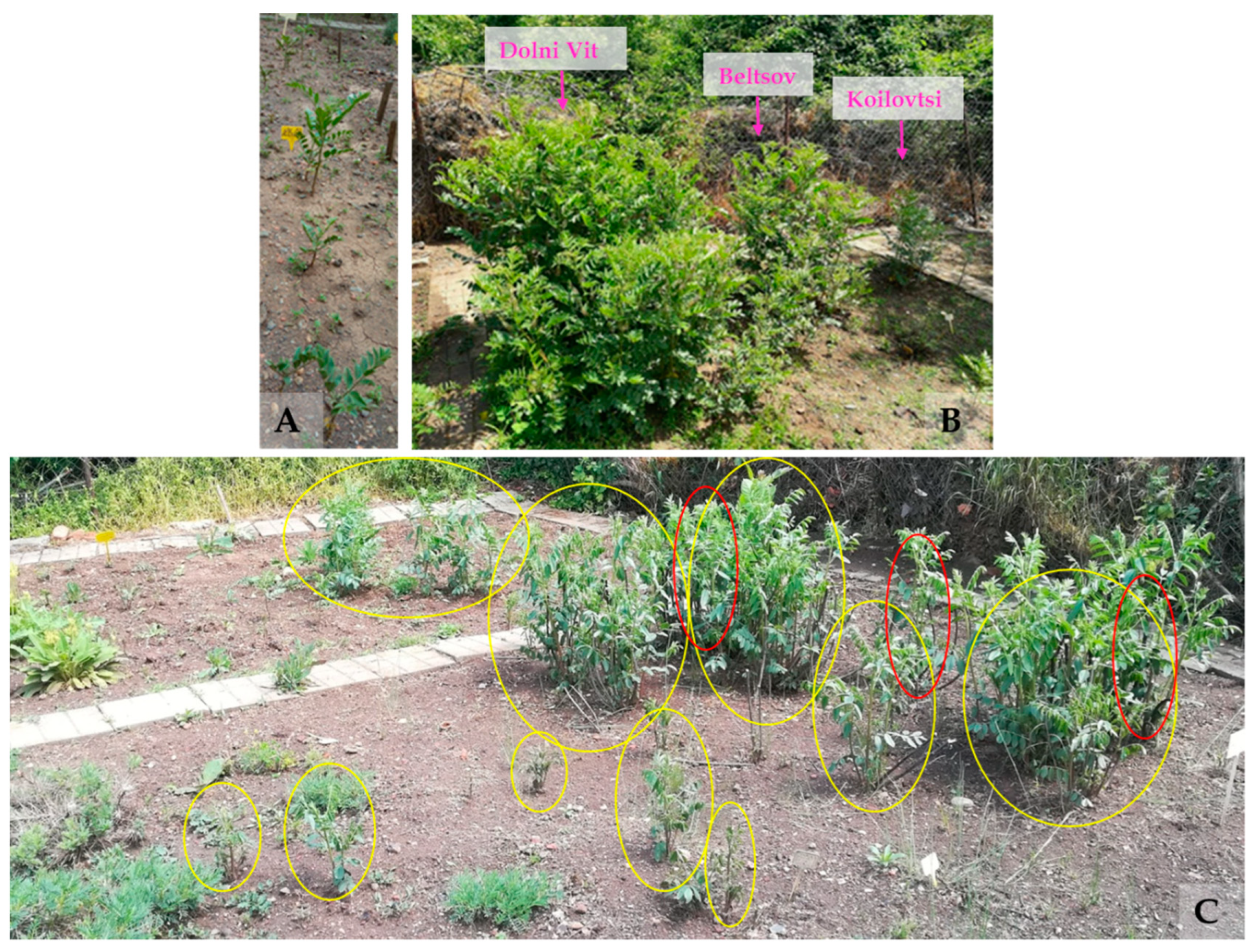 Horticulturae 10 00086 g001