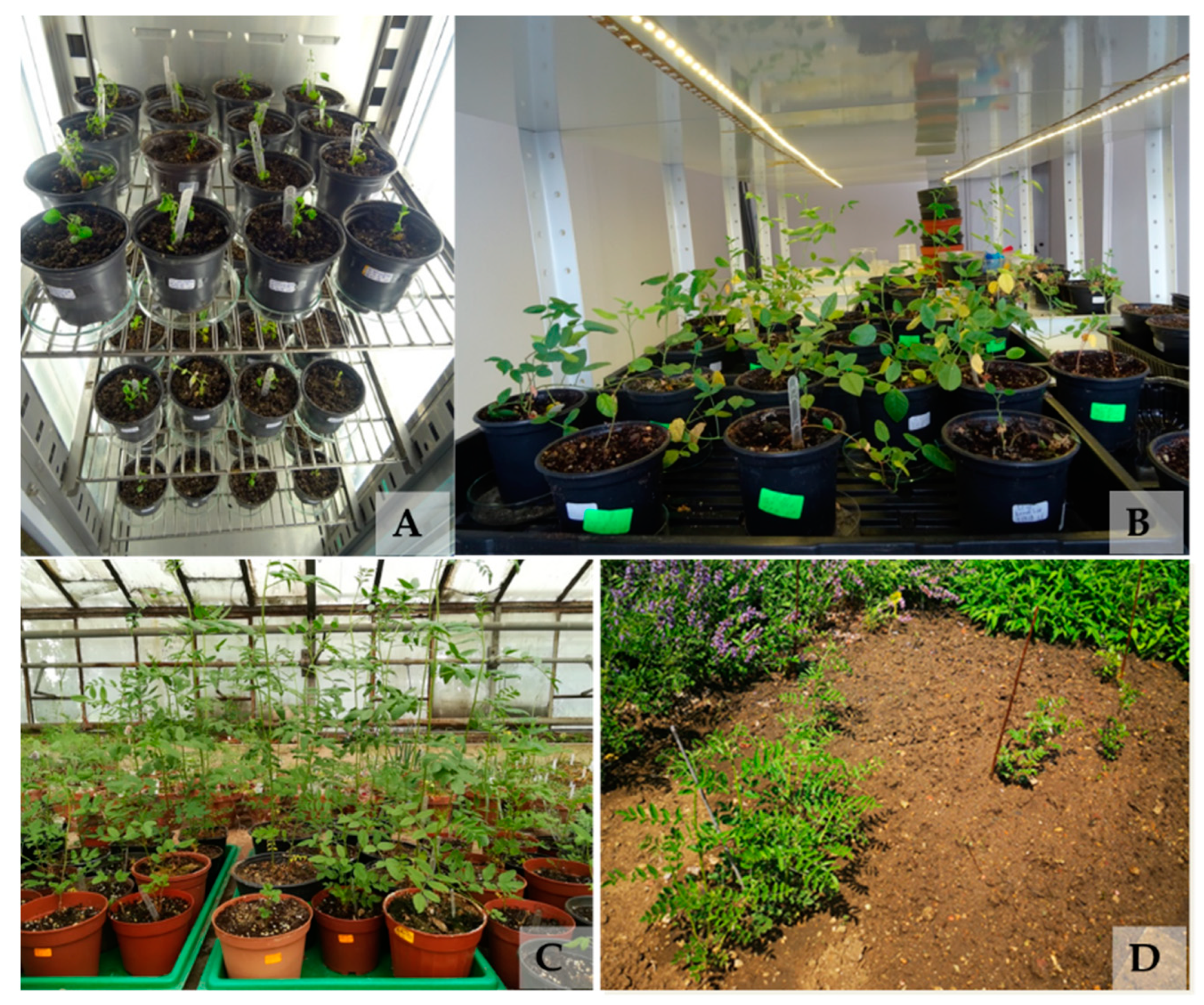 Horticulturae 10 00086 g002