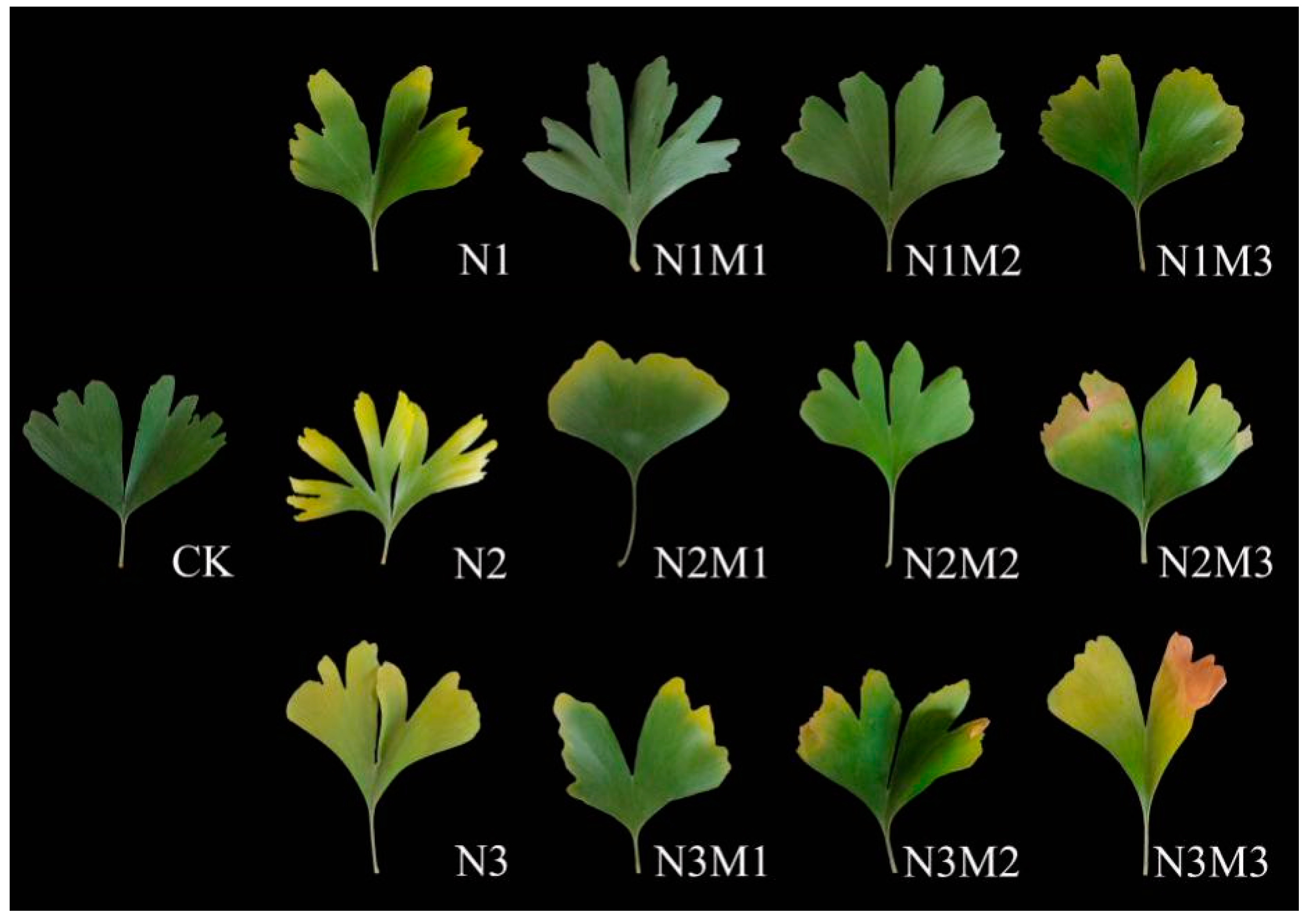Horticulturae 10 00089 g001