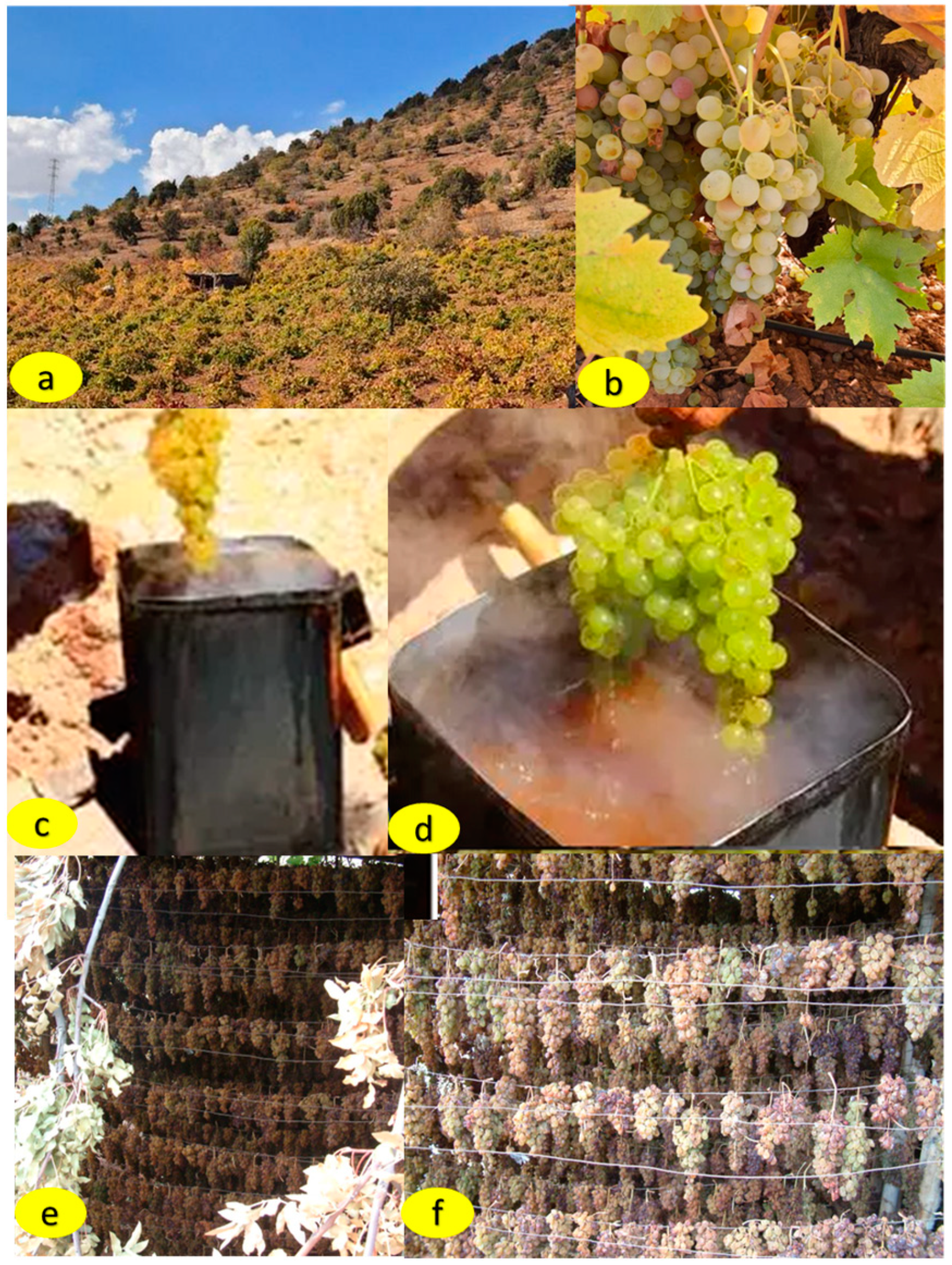 Horticulturae 10 00095 g001