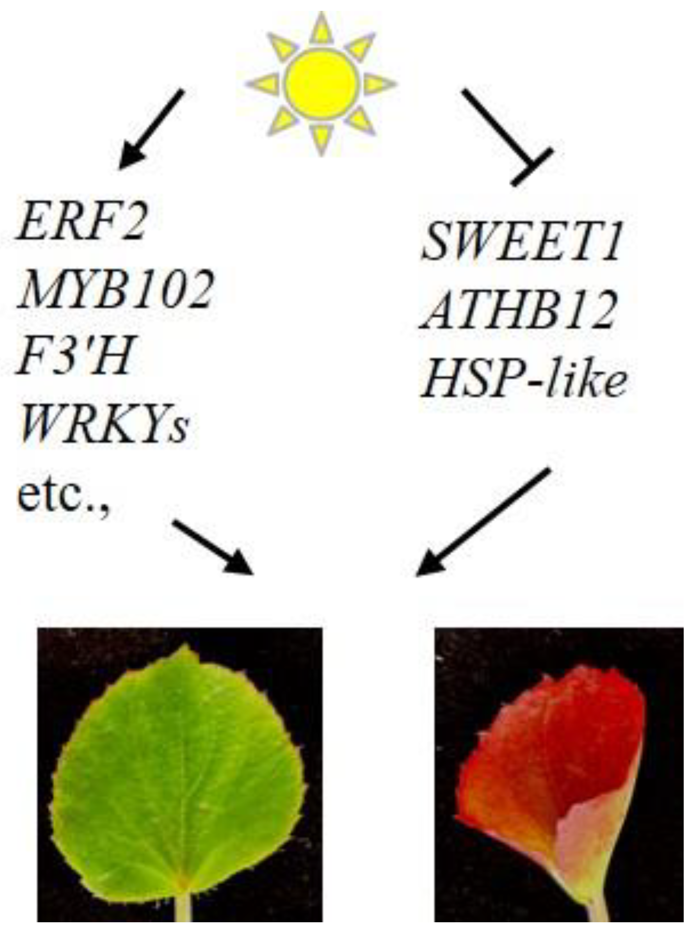 Horticulturae 10 00096 g008
