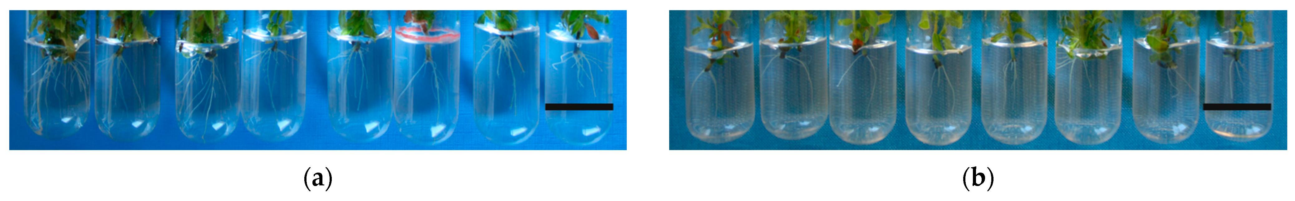 Horticulturae 10 00104 g002 Horticulturae 10 00104 g002