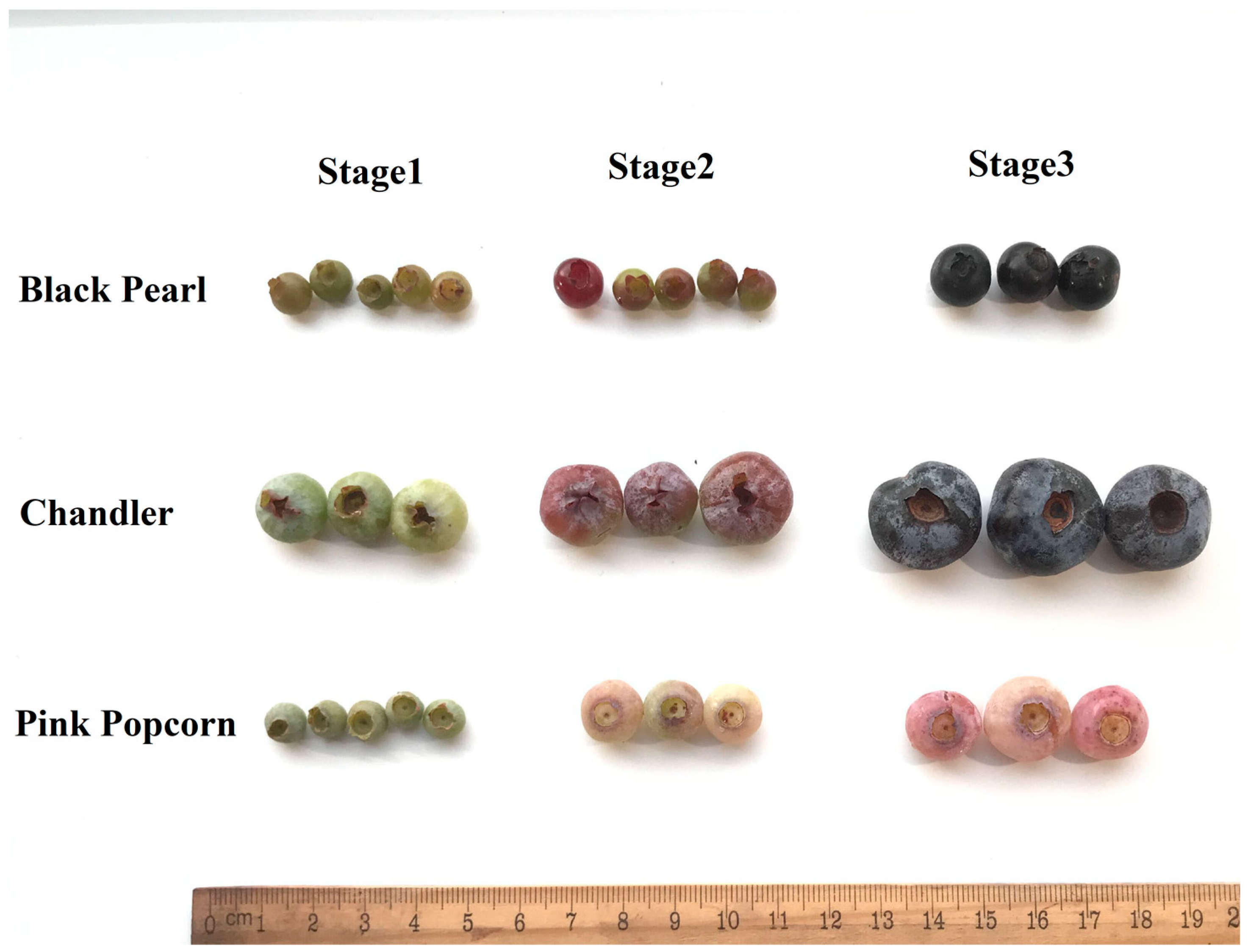 Integrative Transcriptomic and Metabolomic Analyses of the