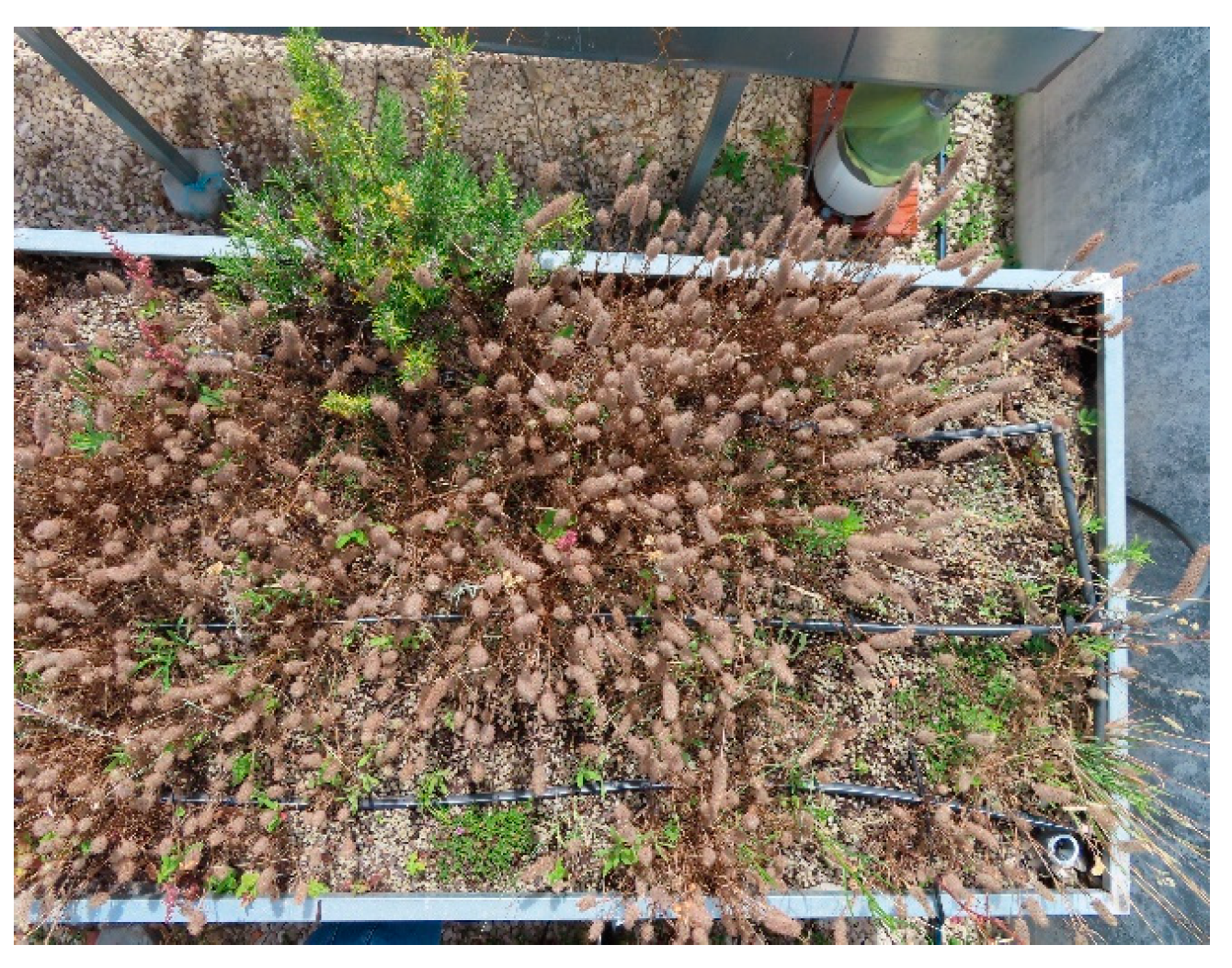 Horticulturae 10 00106 g005