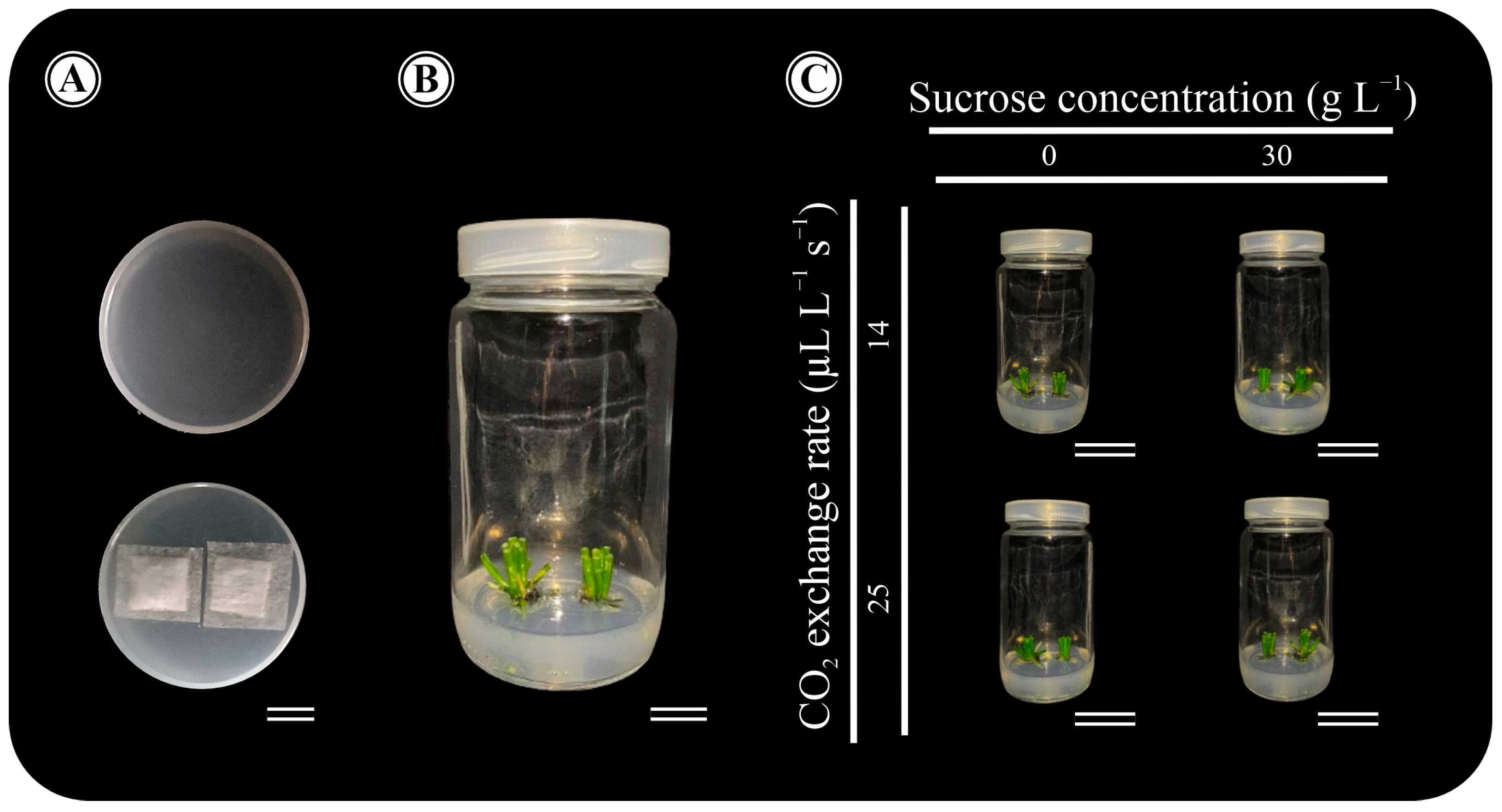 Horticulturae 10 00107 g001