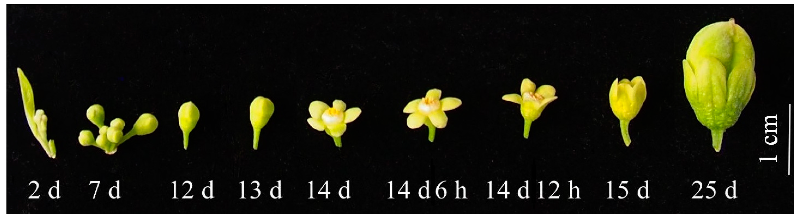 Horticulturae 10 00109 g001