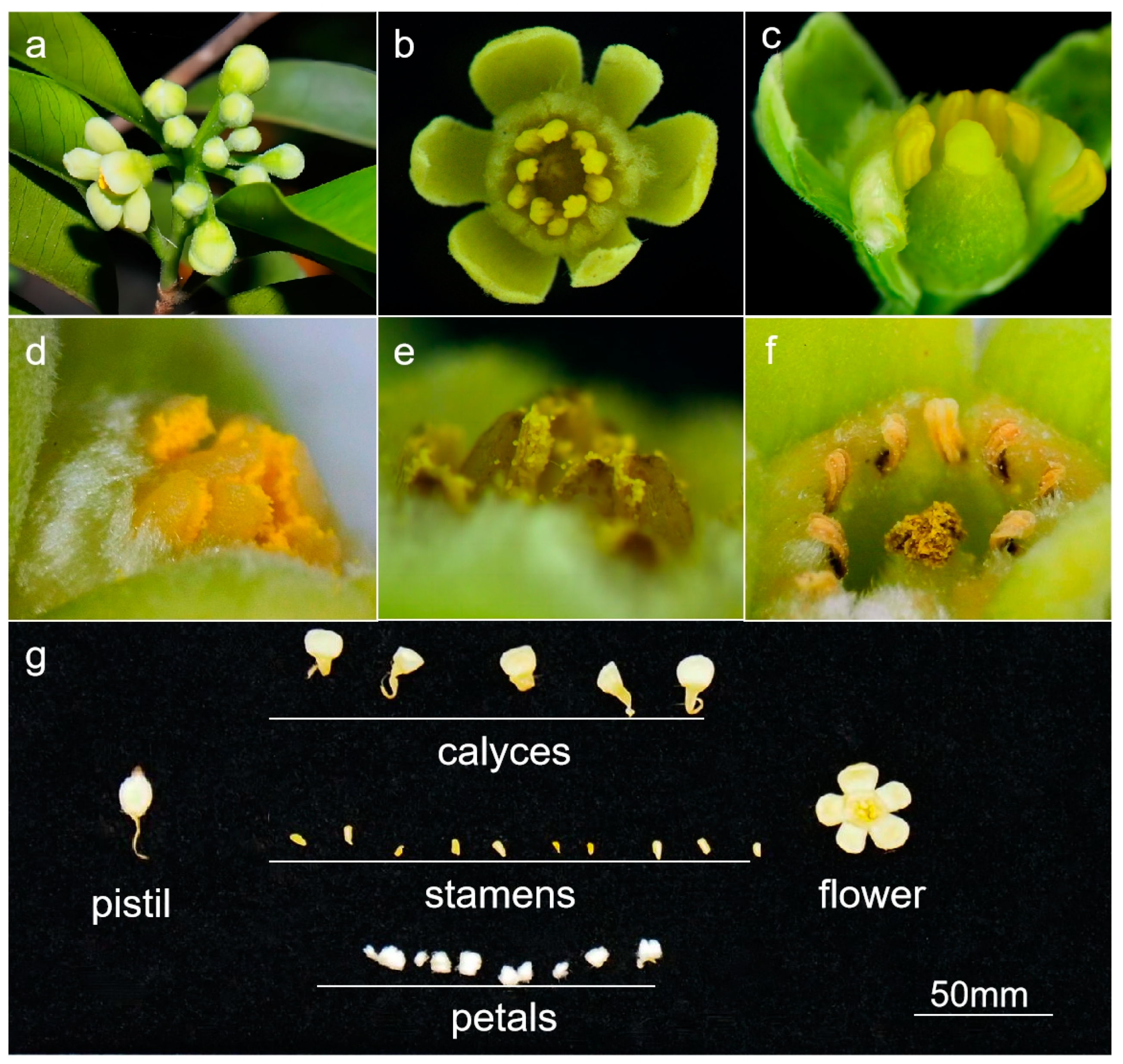 Horticulturae 10 00109 g002