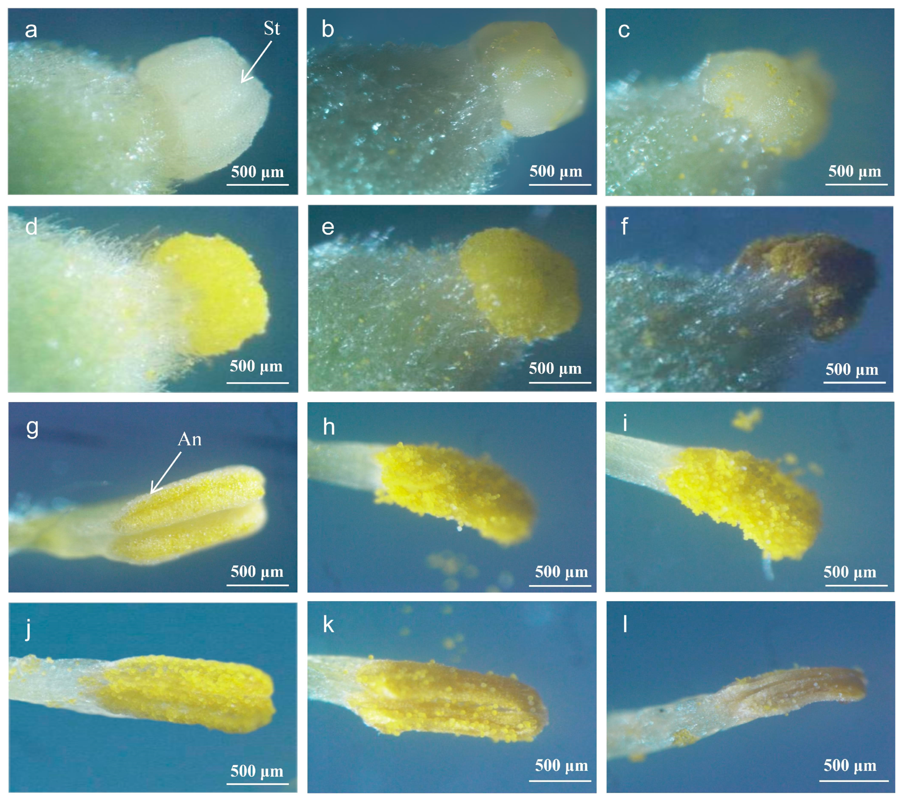 Horticulturae 10 00109 g003
