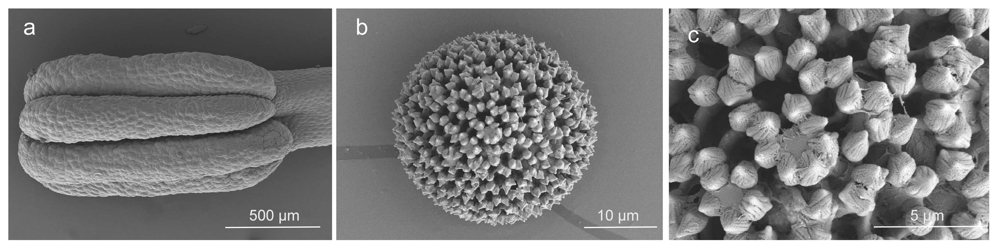 Horticulturae 10 00109 g005