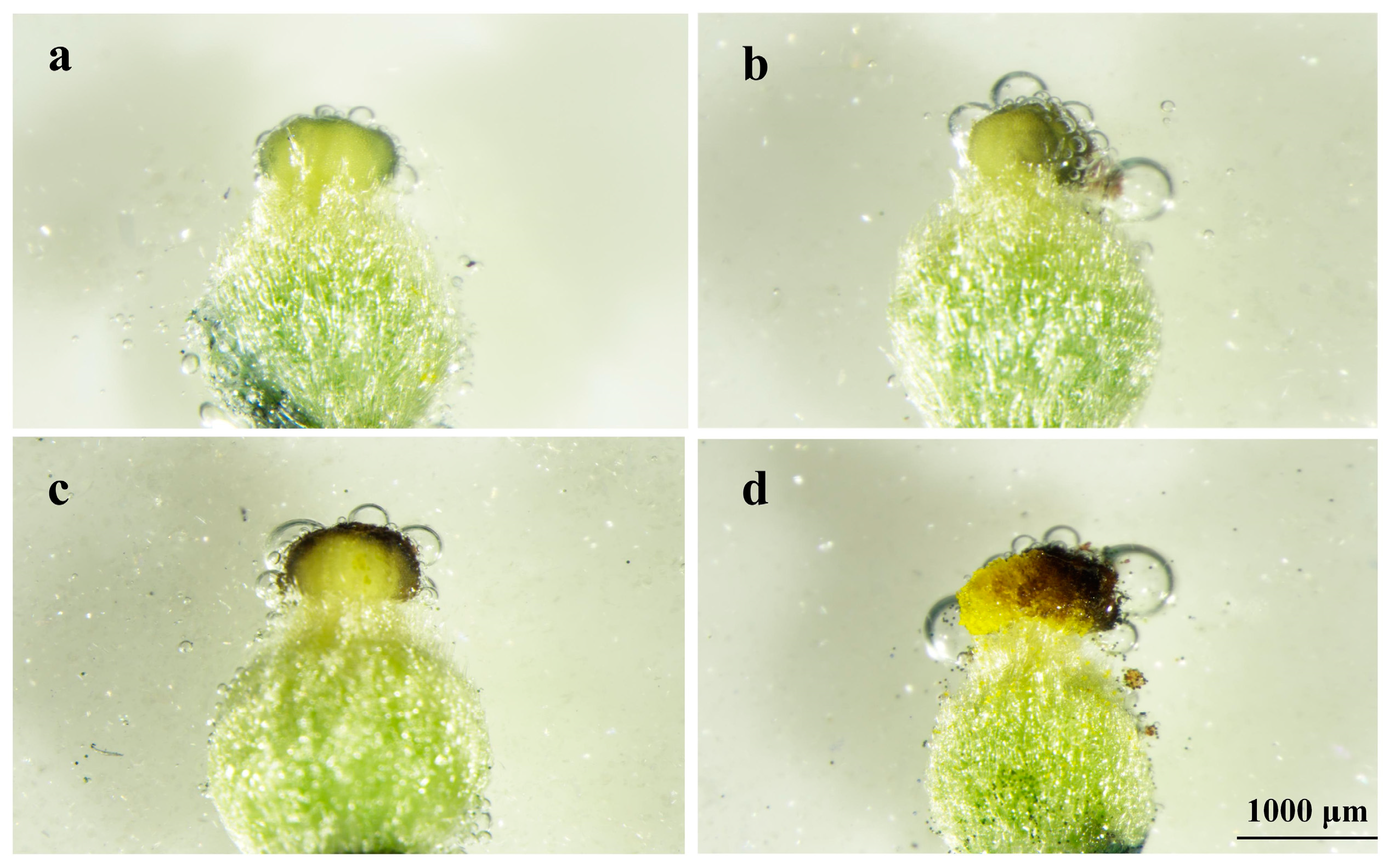 Horticulturae 10 00109 g007