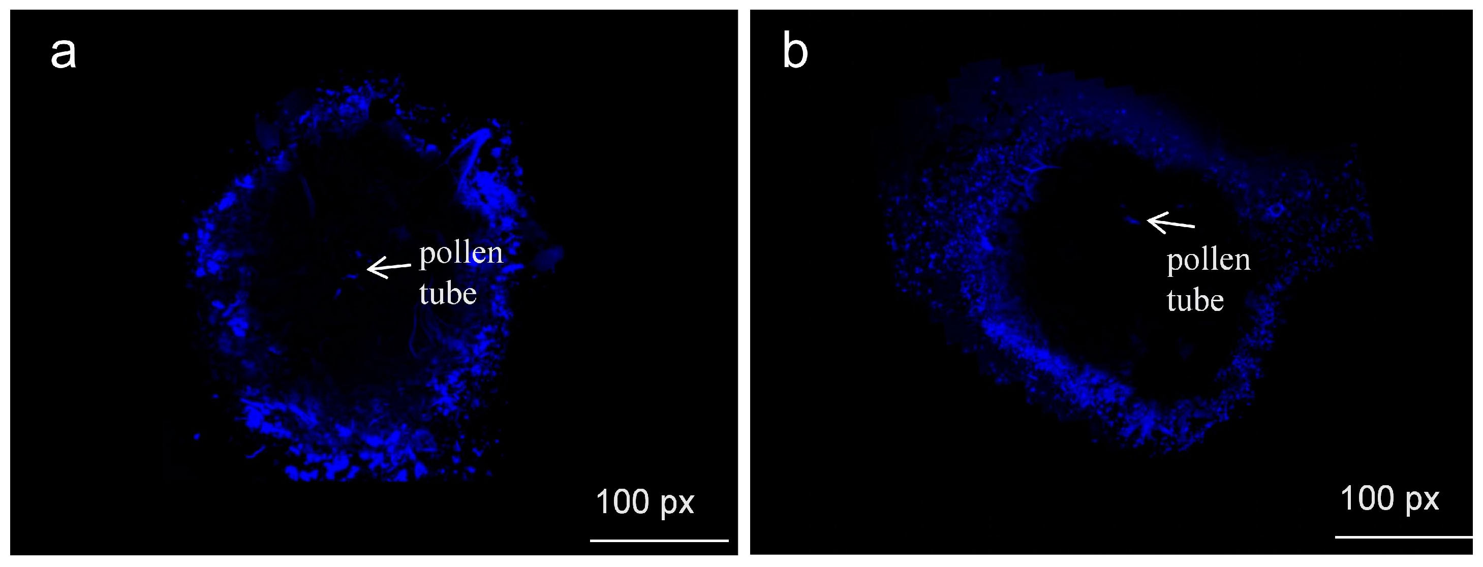Horticulturae 10 00109 g008