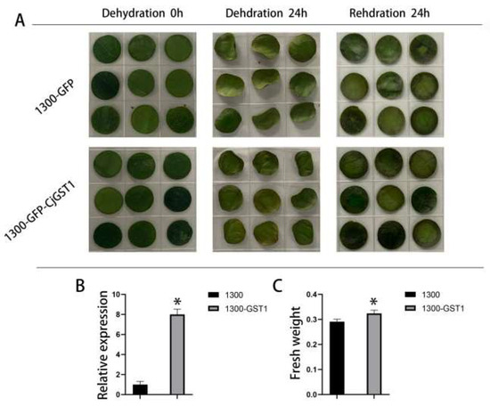 Full-Length Transcriptome of Camellia japonica (Naidong