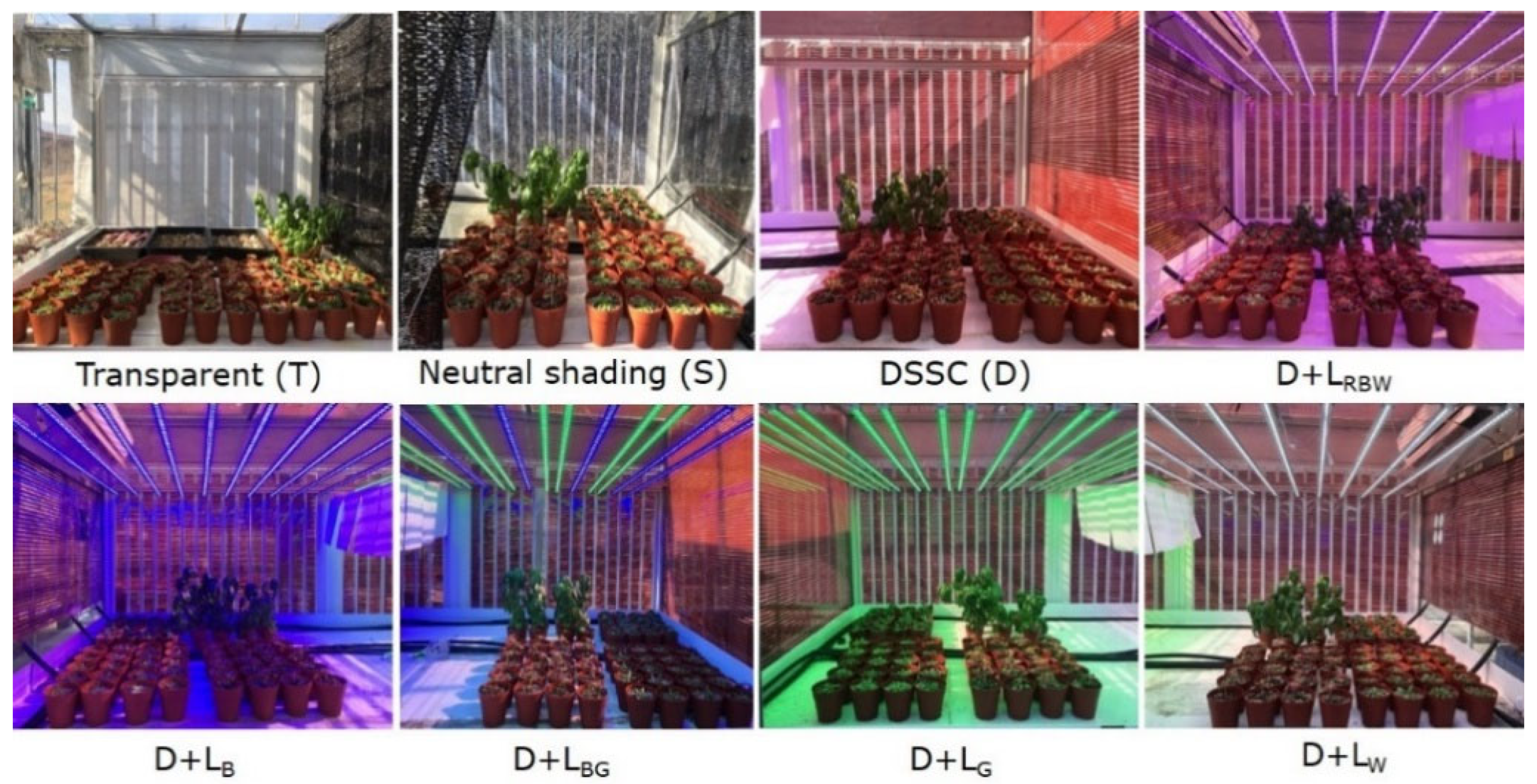Horticulturae 10 00115 g002