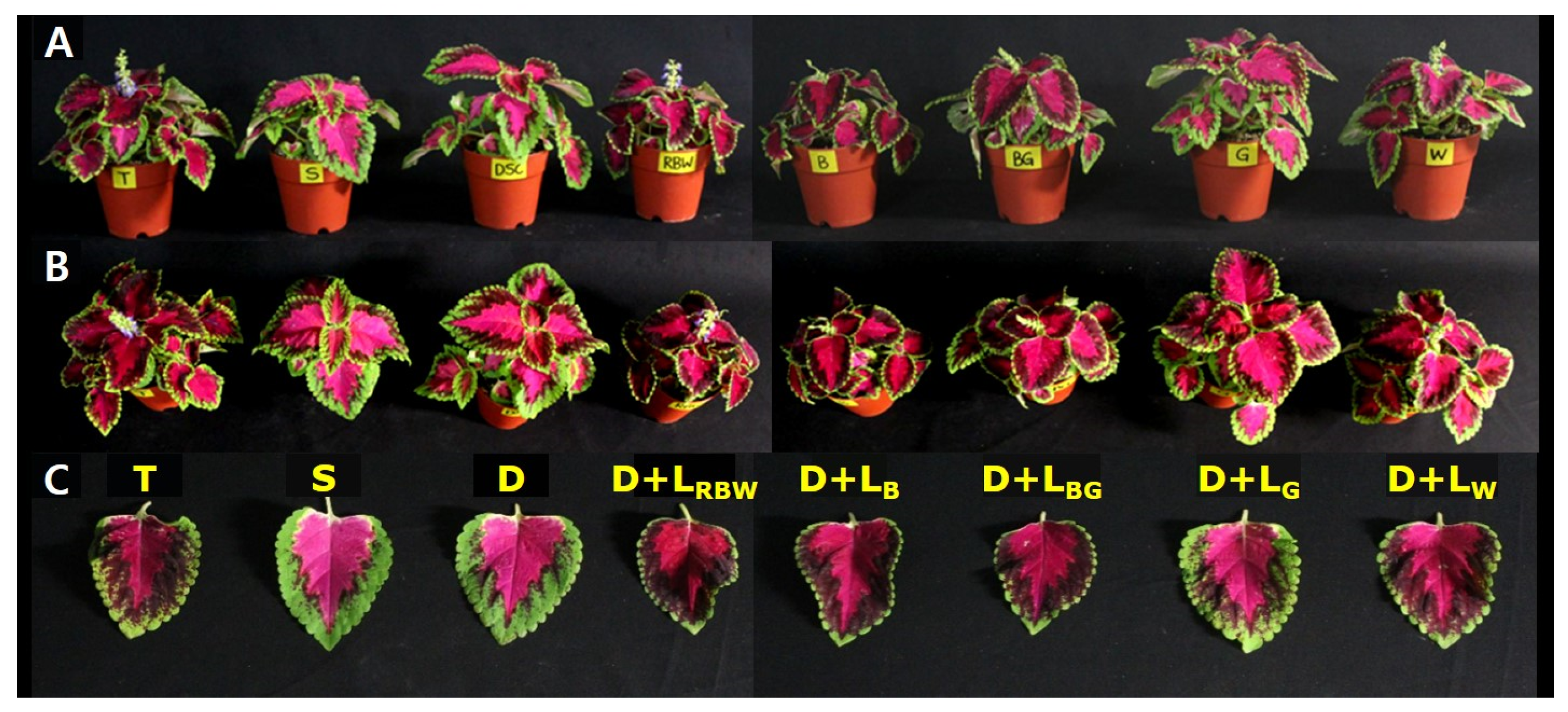 Horticulturae 10 00115 g006