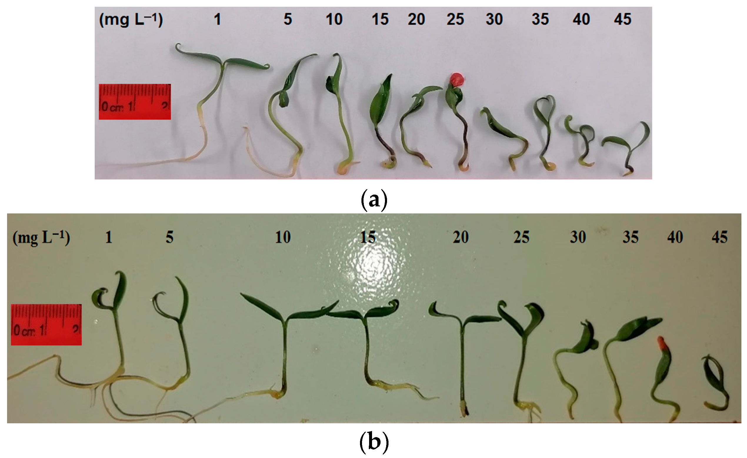 Horticulturae 10 00119 g001 Horticulturae 10 00119 g001