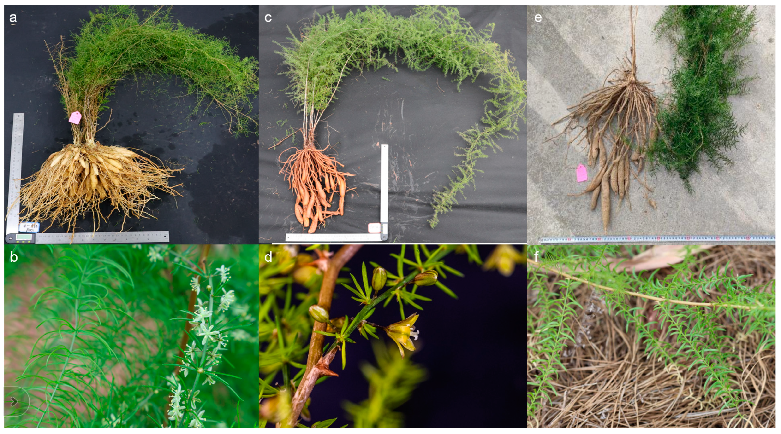 Horticulturae 10 00121 g001