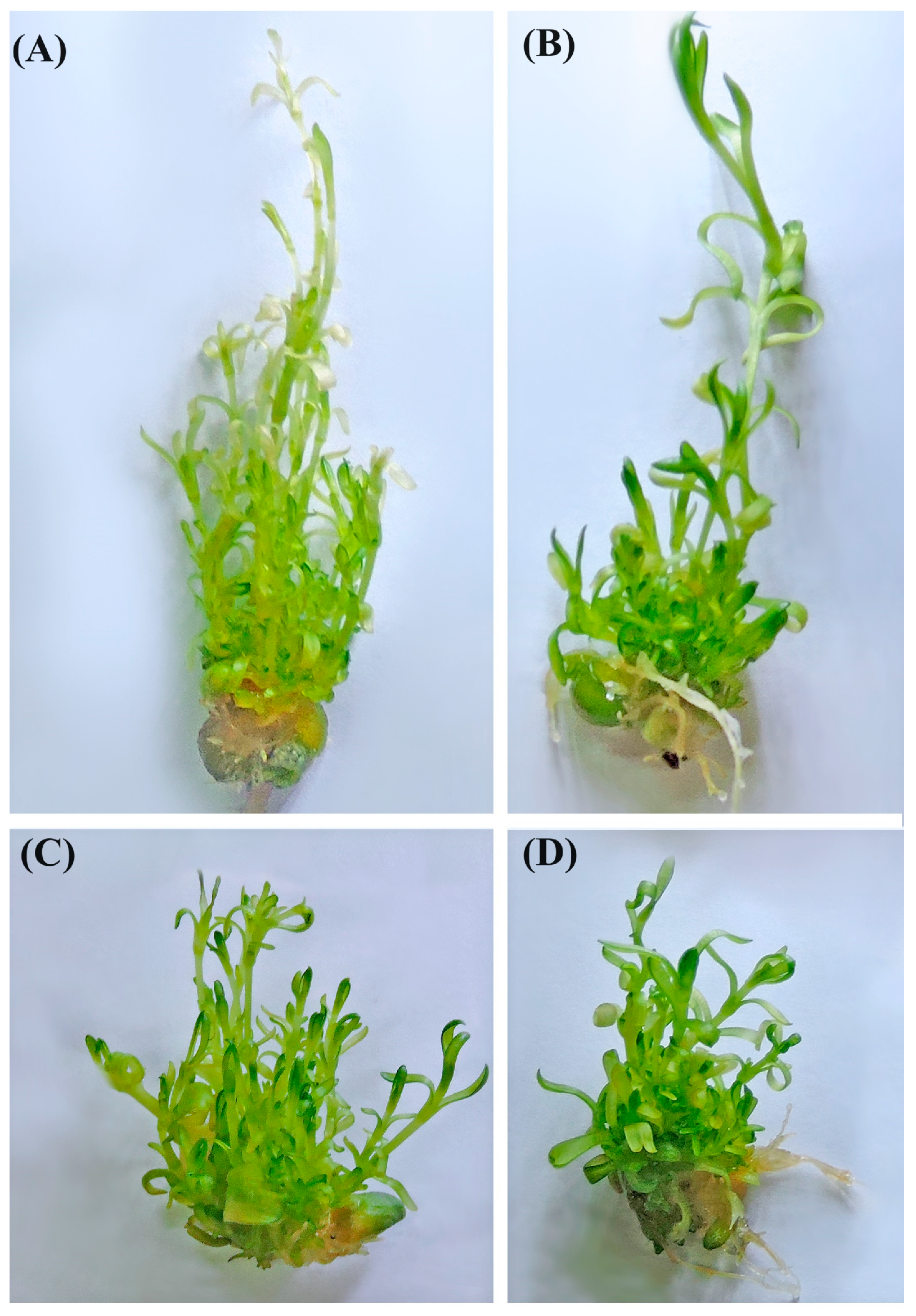 Horticulturae 10 00122 g002