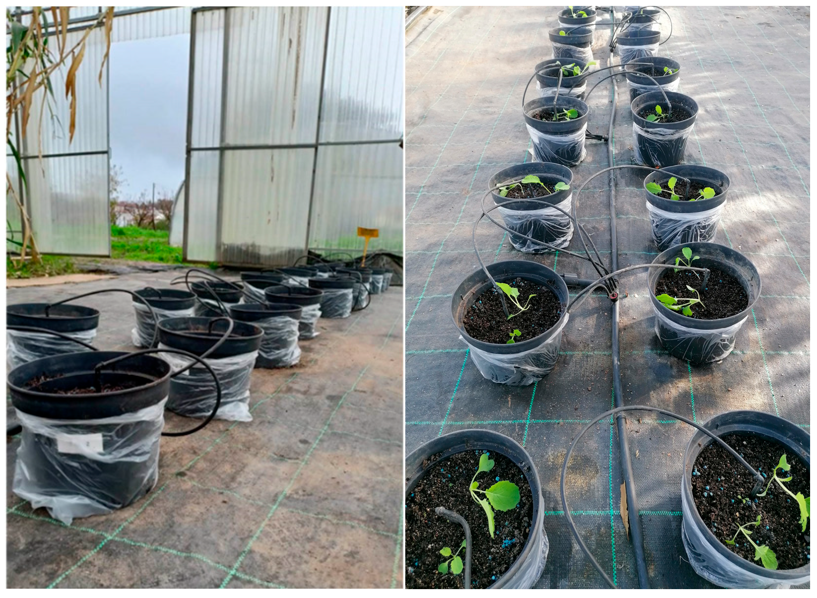 Horticulturae 10 00130 g002