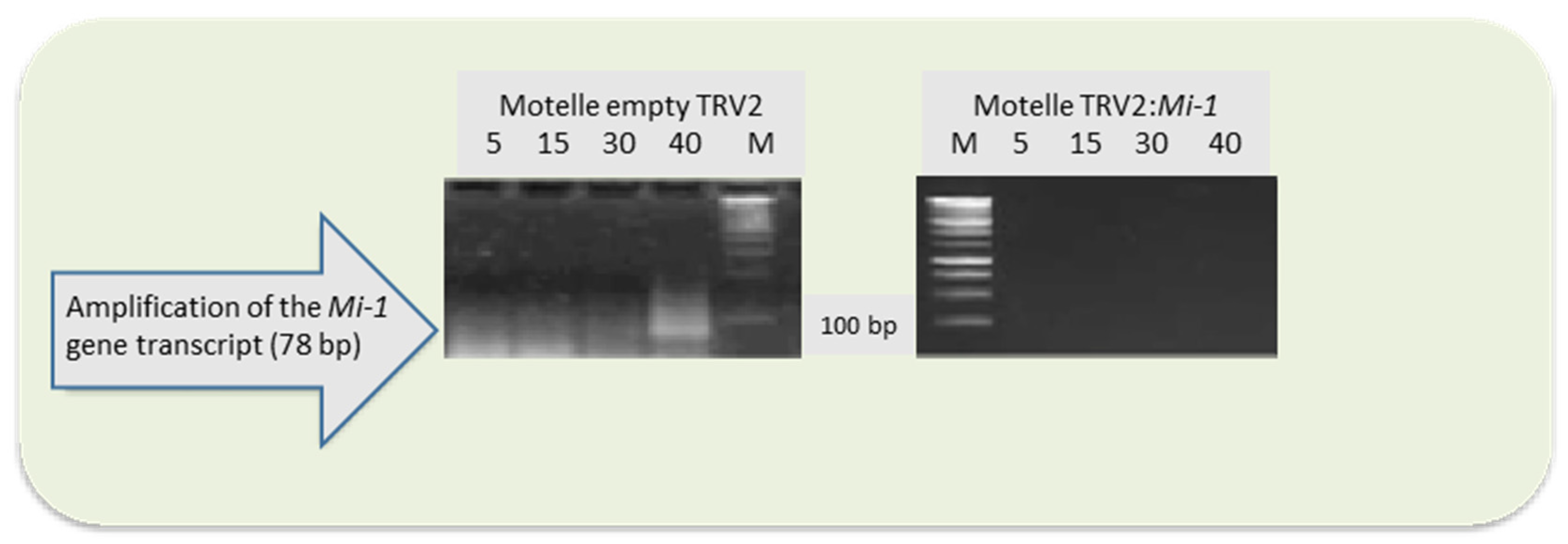 Horticulturae 10 00134 g004 Horticulturae 10 00134 g004