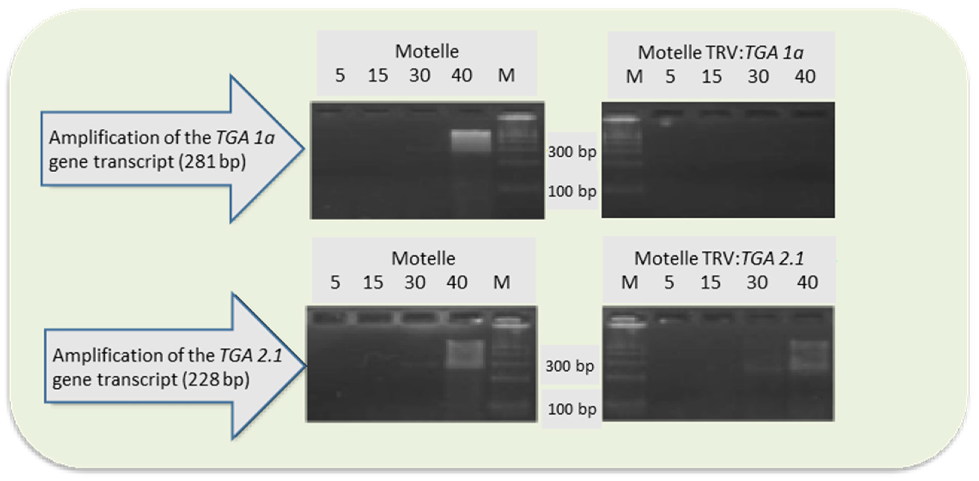 Horticulturae 10 00134 g006 Horticulturae 10 00134 g006