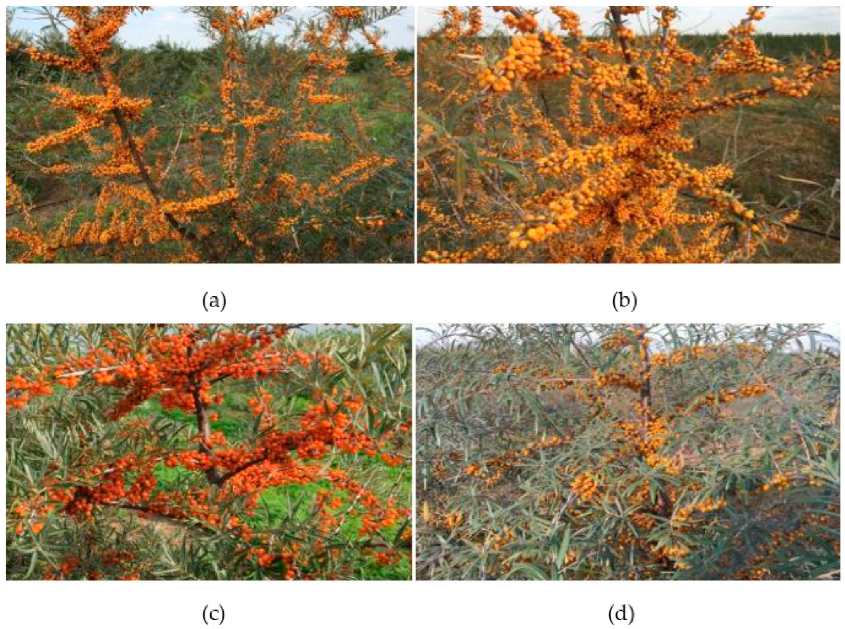 Horticulturae 10 00137 g001