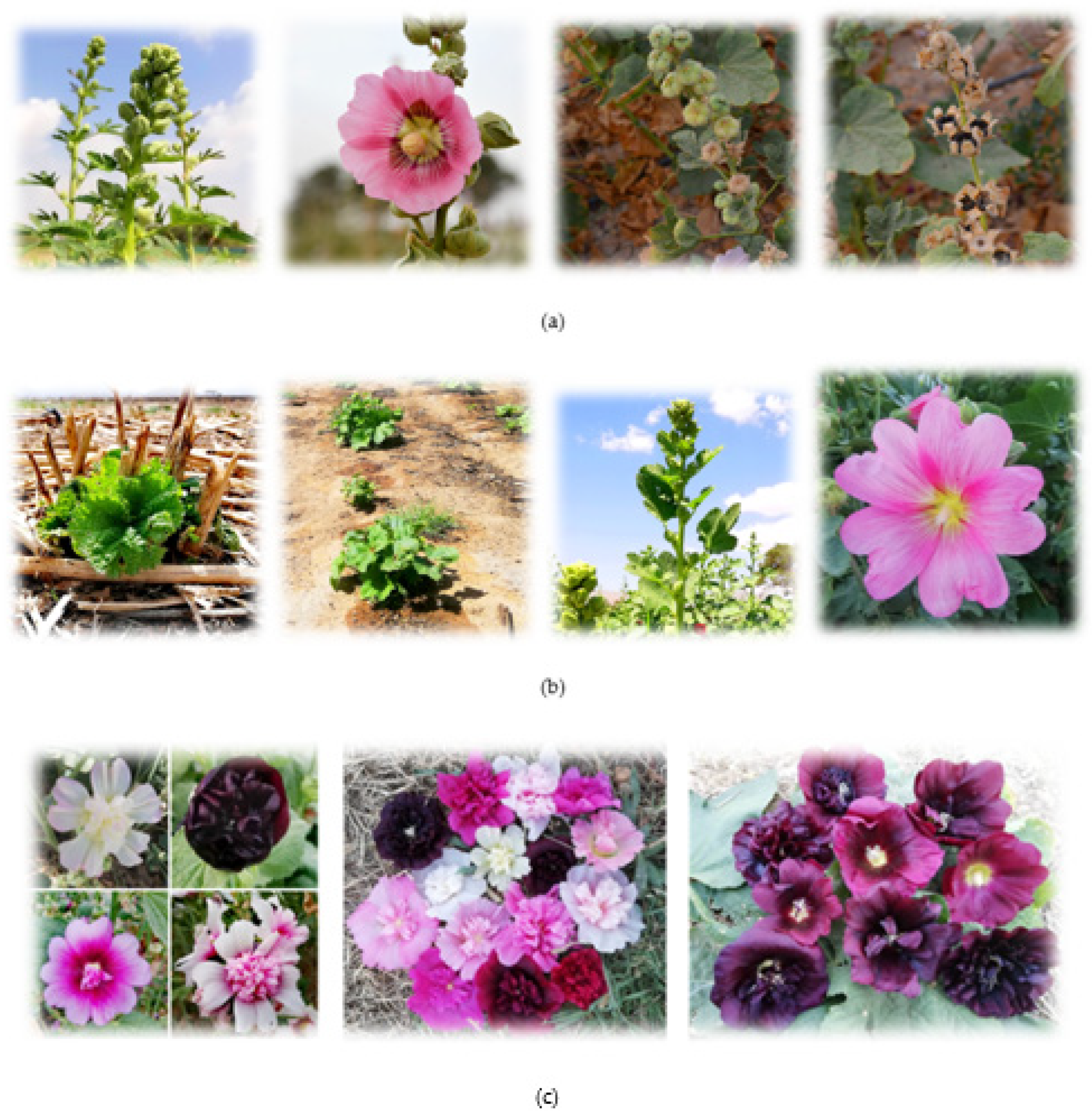 Horticulturae 10 00139 g001