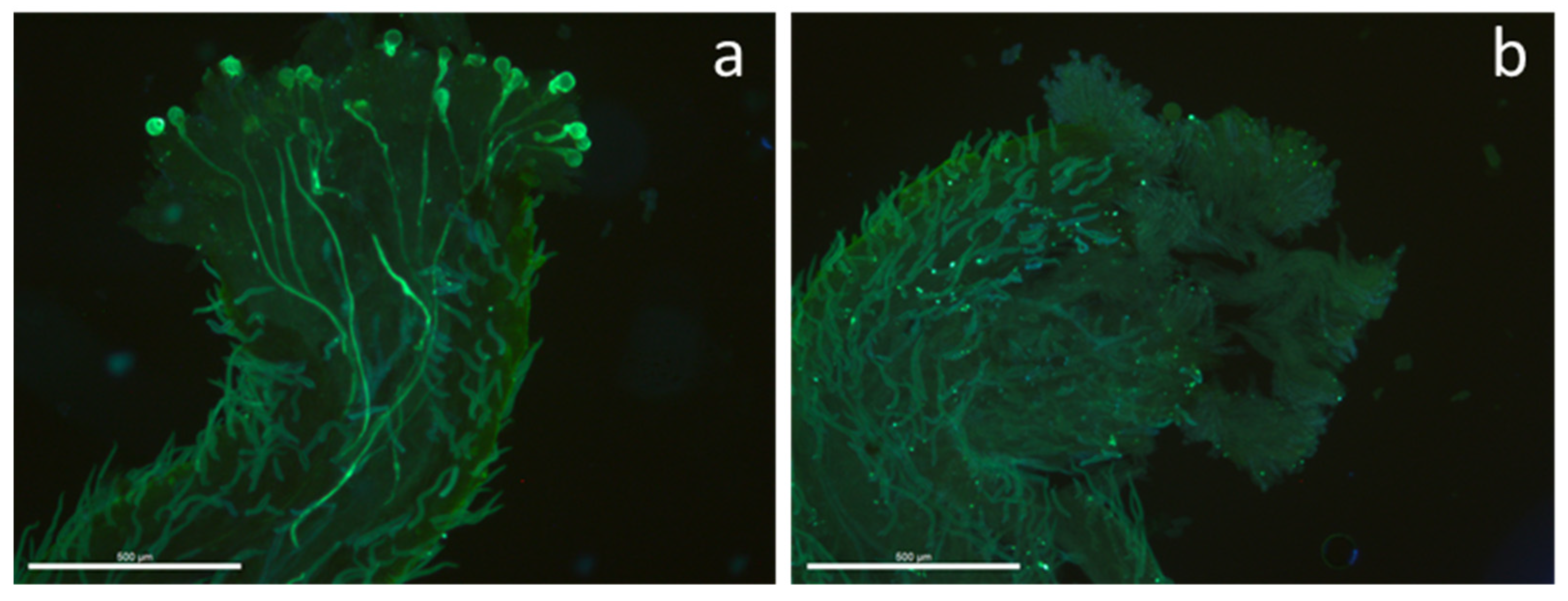 Horticulturae 10 00140 g001