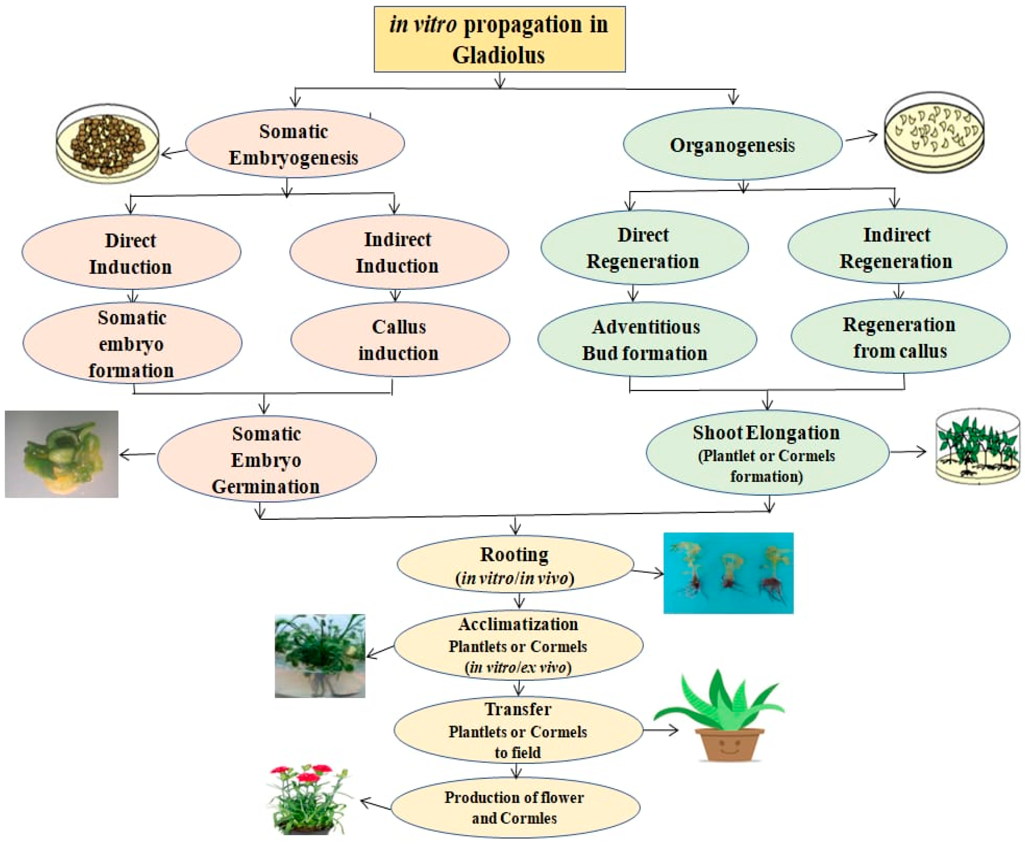 Horticulturae 10 00148 g001 Horticulturae 10 00148 g001