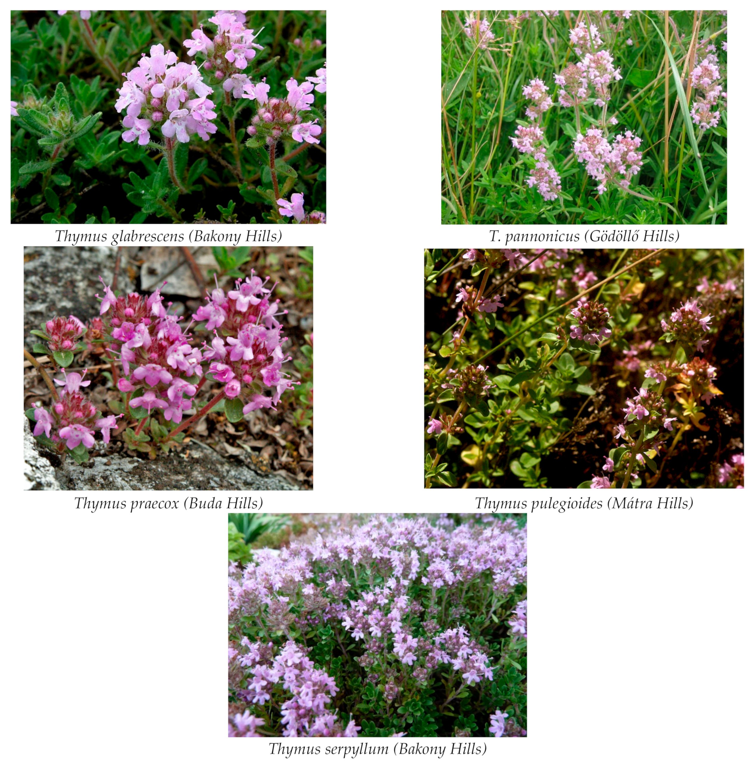 Horticulturae 10 00150 g001