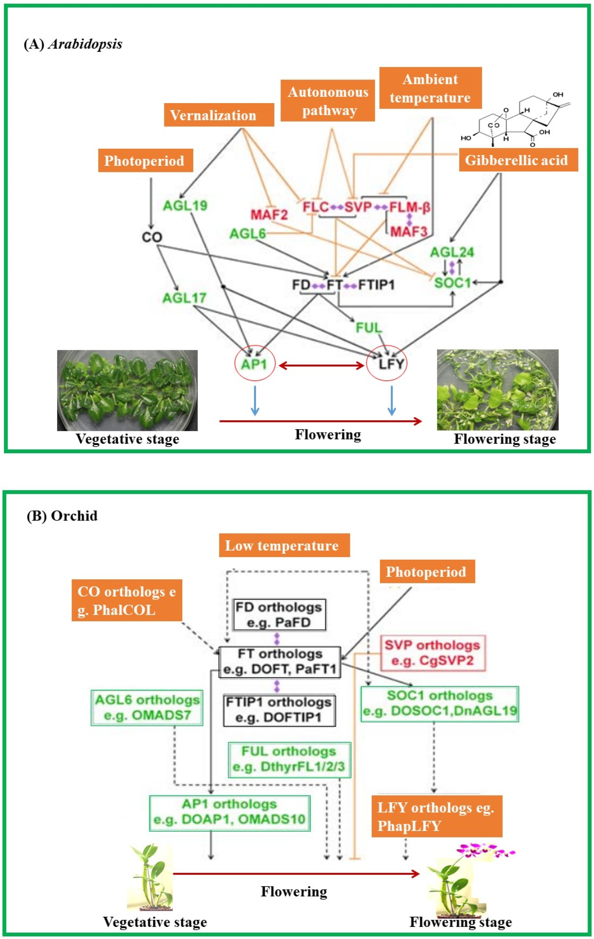 Horticulturae 10 00152 g002 Horticulturae 10 00152 g002