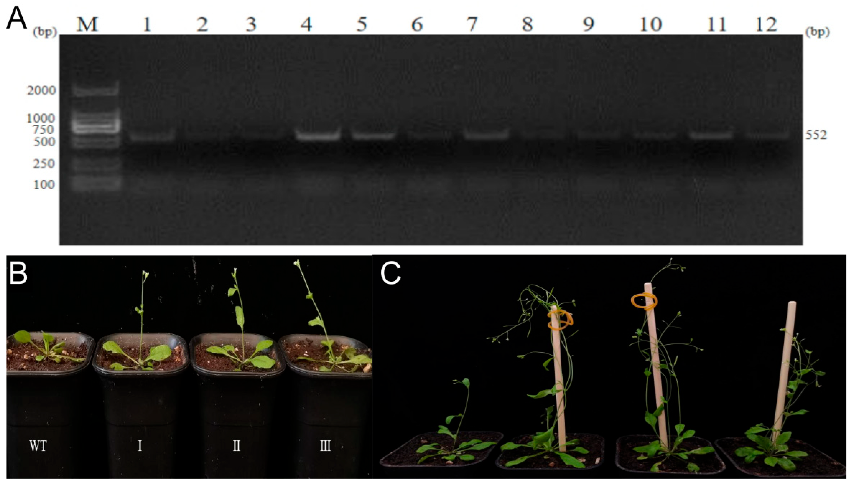 Horticulturae 10 00158 g006