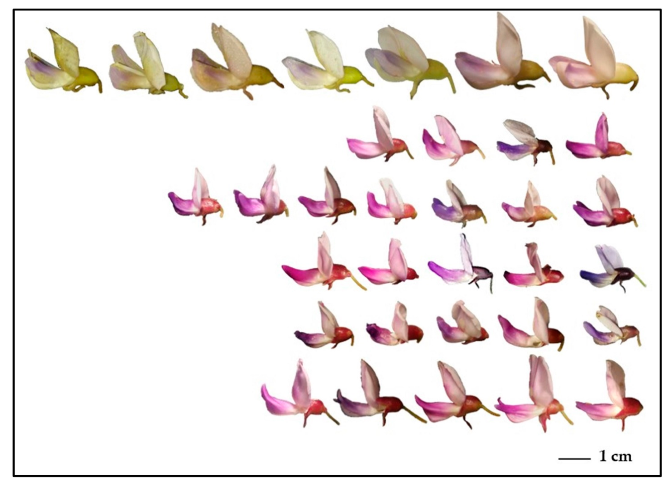 Horticulturae 10 00162 g001