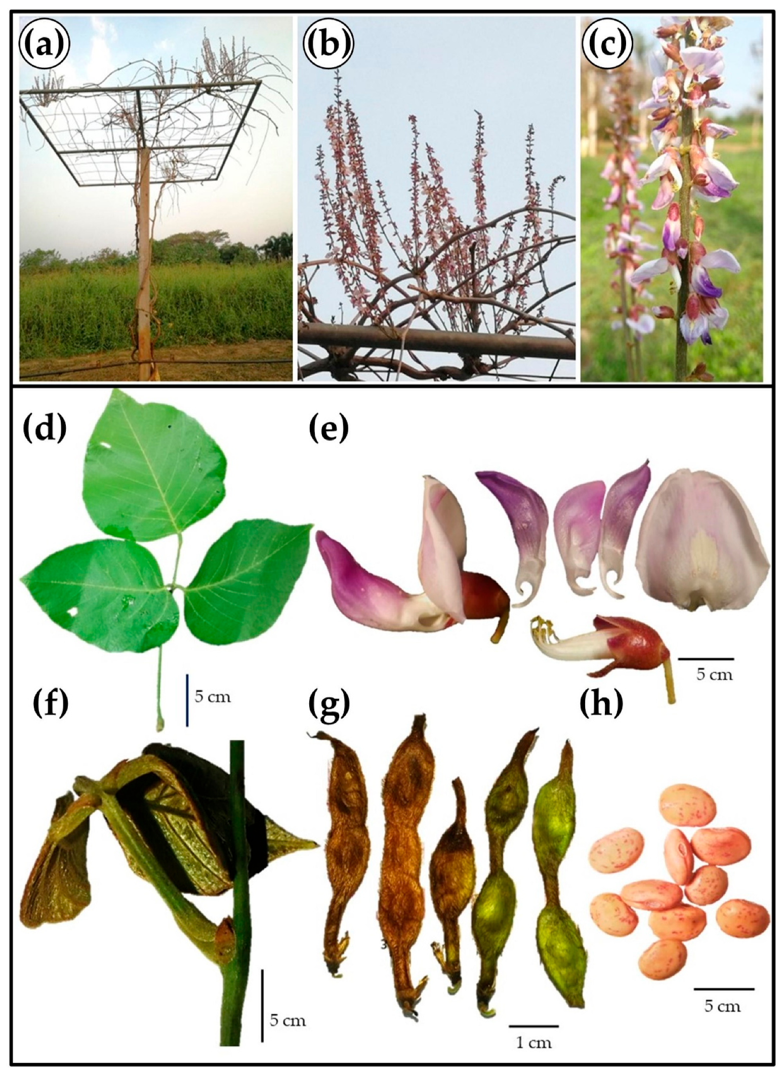Horticulturae 10 00162 g004