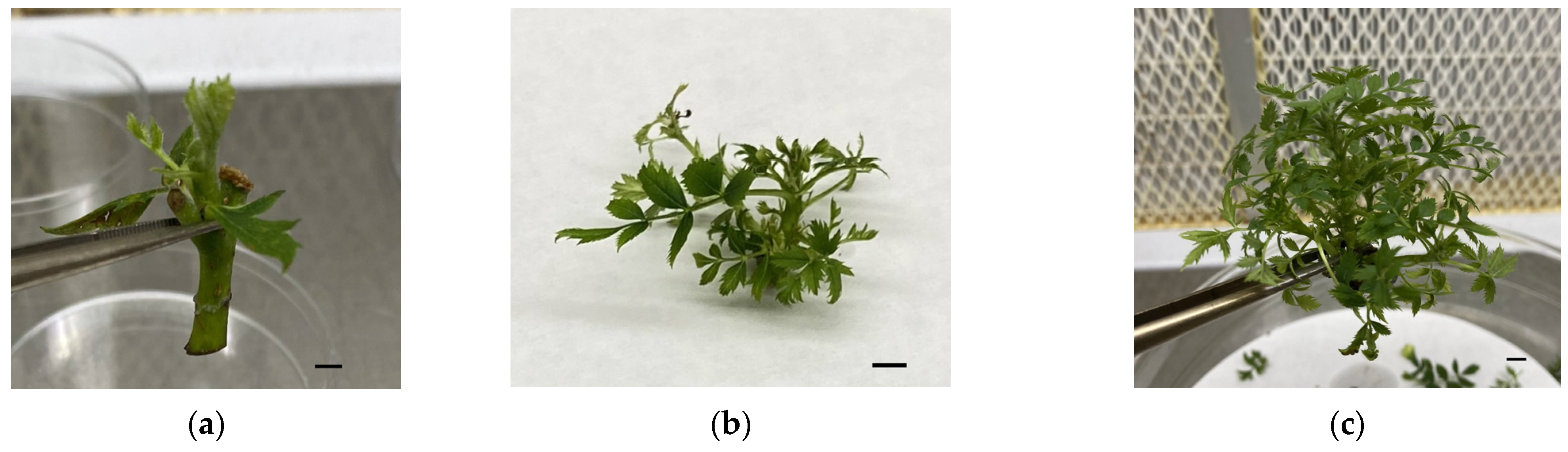 Horticulturae 10 00164 g004a