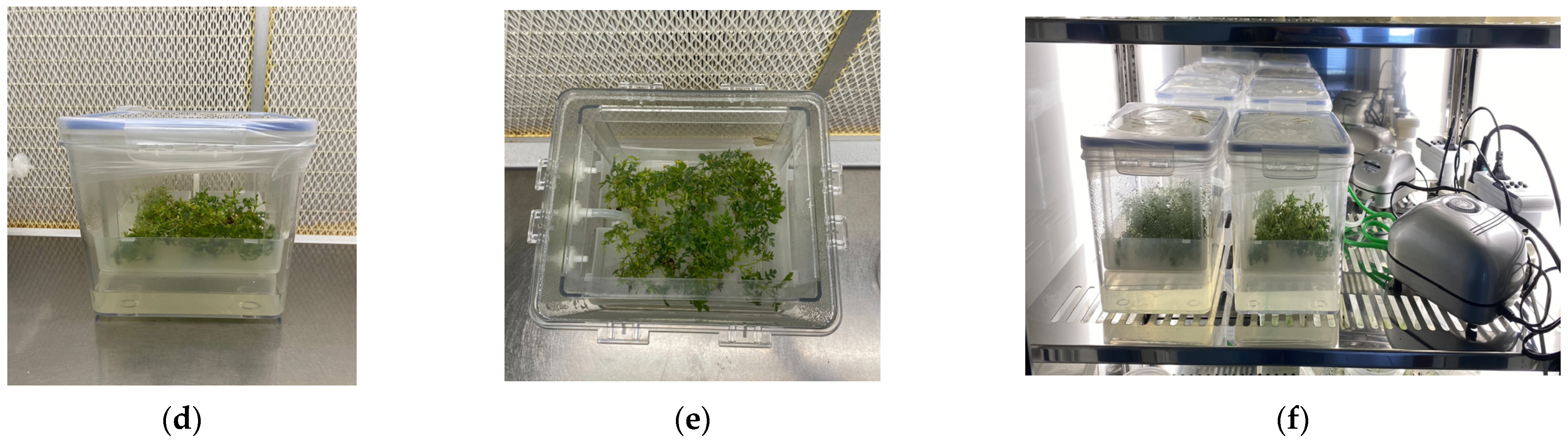 Horticulturae 10 00164 g004b
