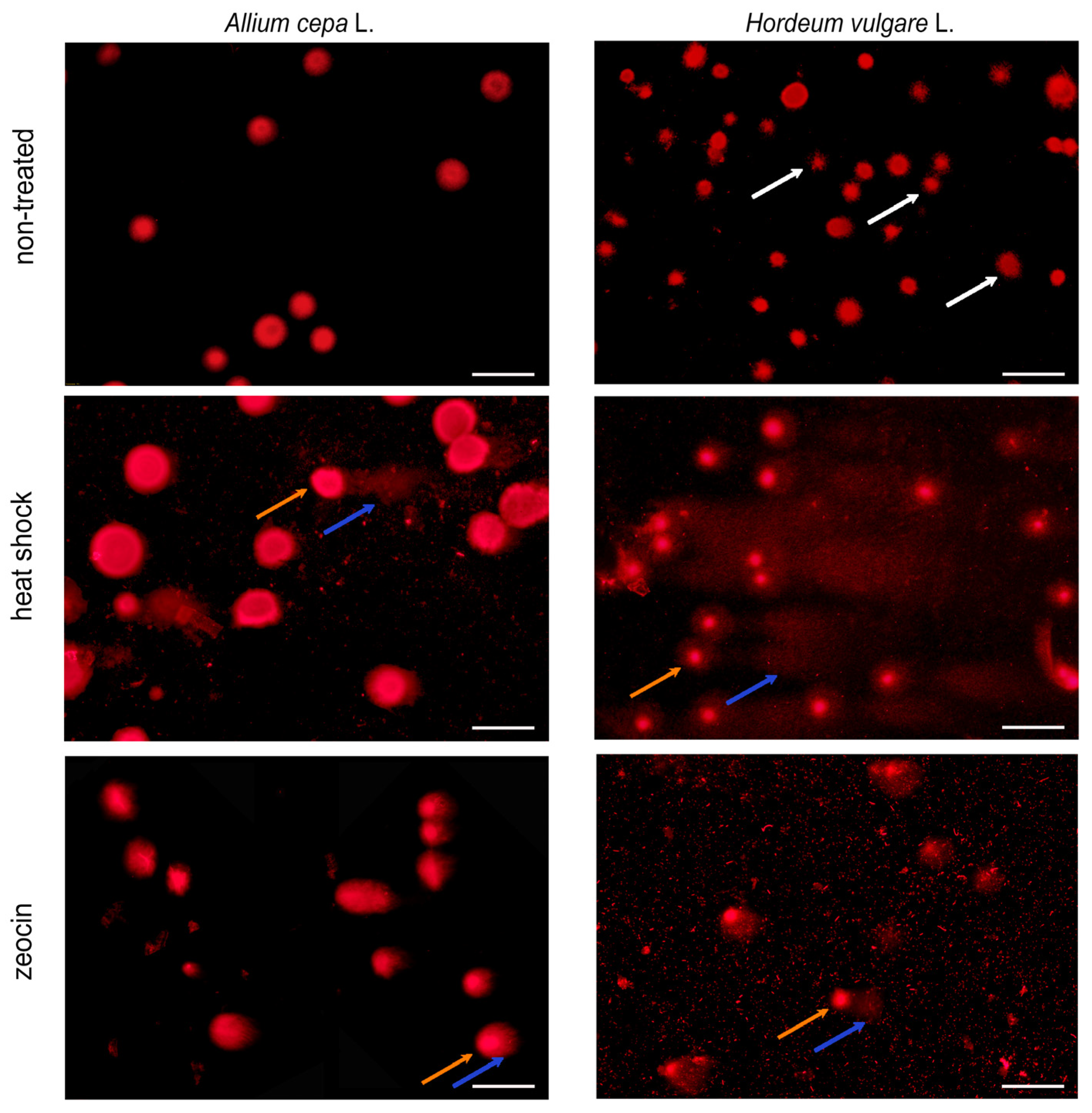 Horticulturae 10 00174 g002