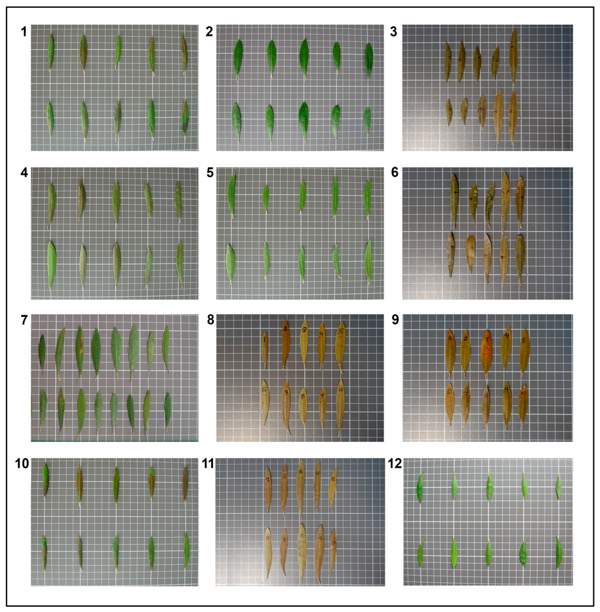 Horticulturae 10 00175 g007