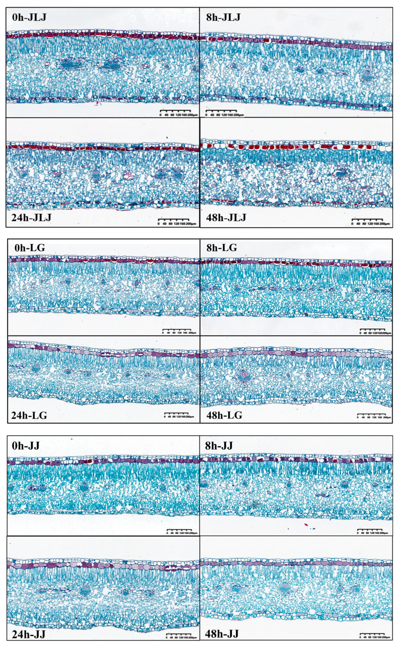 Horticulturae 10 00182 g002