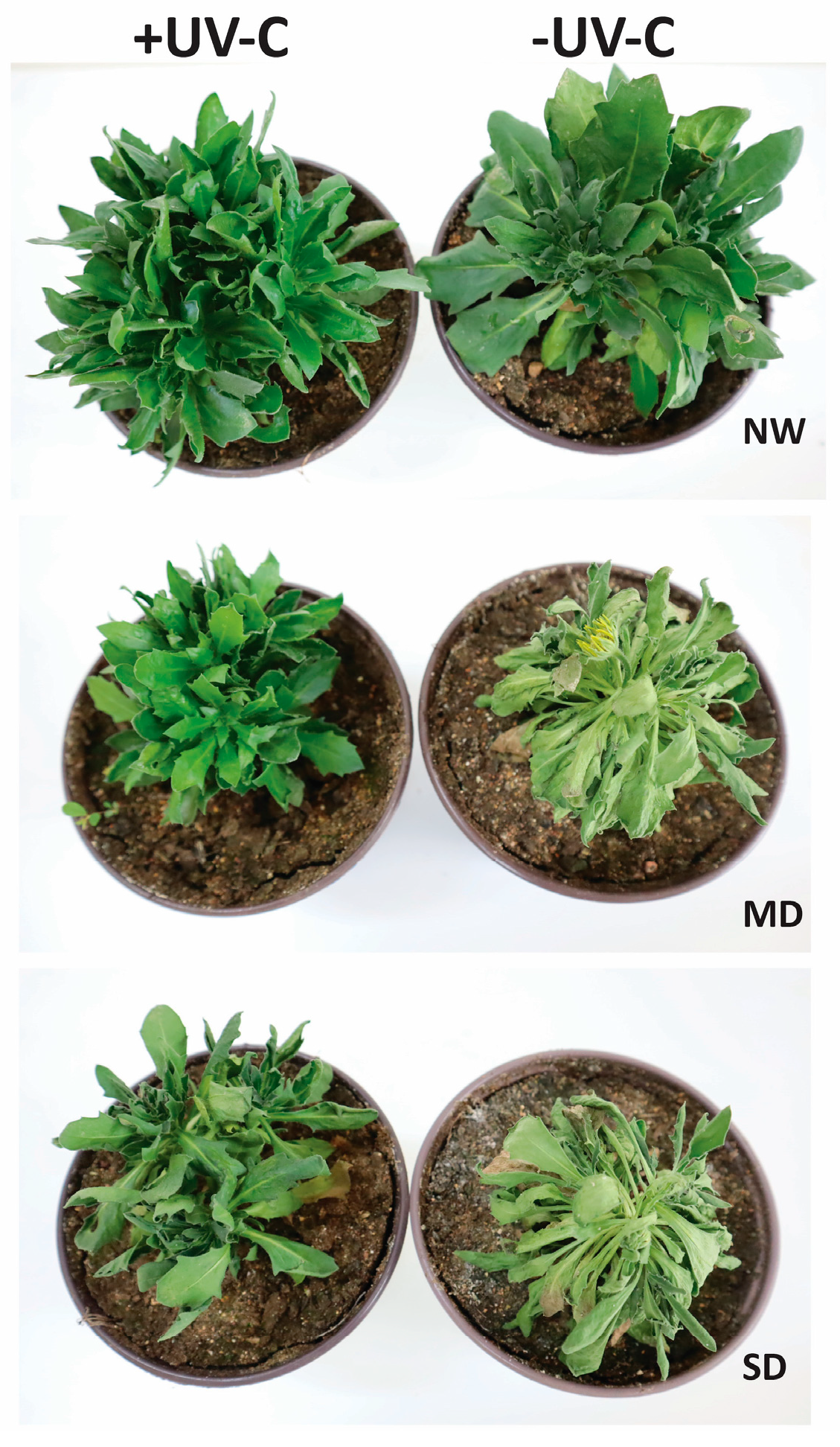 Horticulturae 10 00189 g002