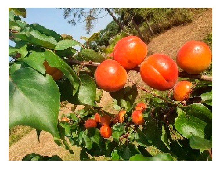 Horticulturae 10 00205 i004