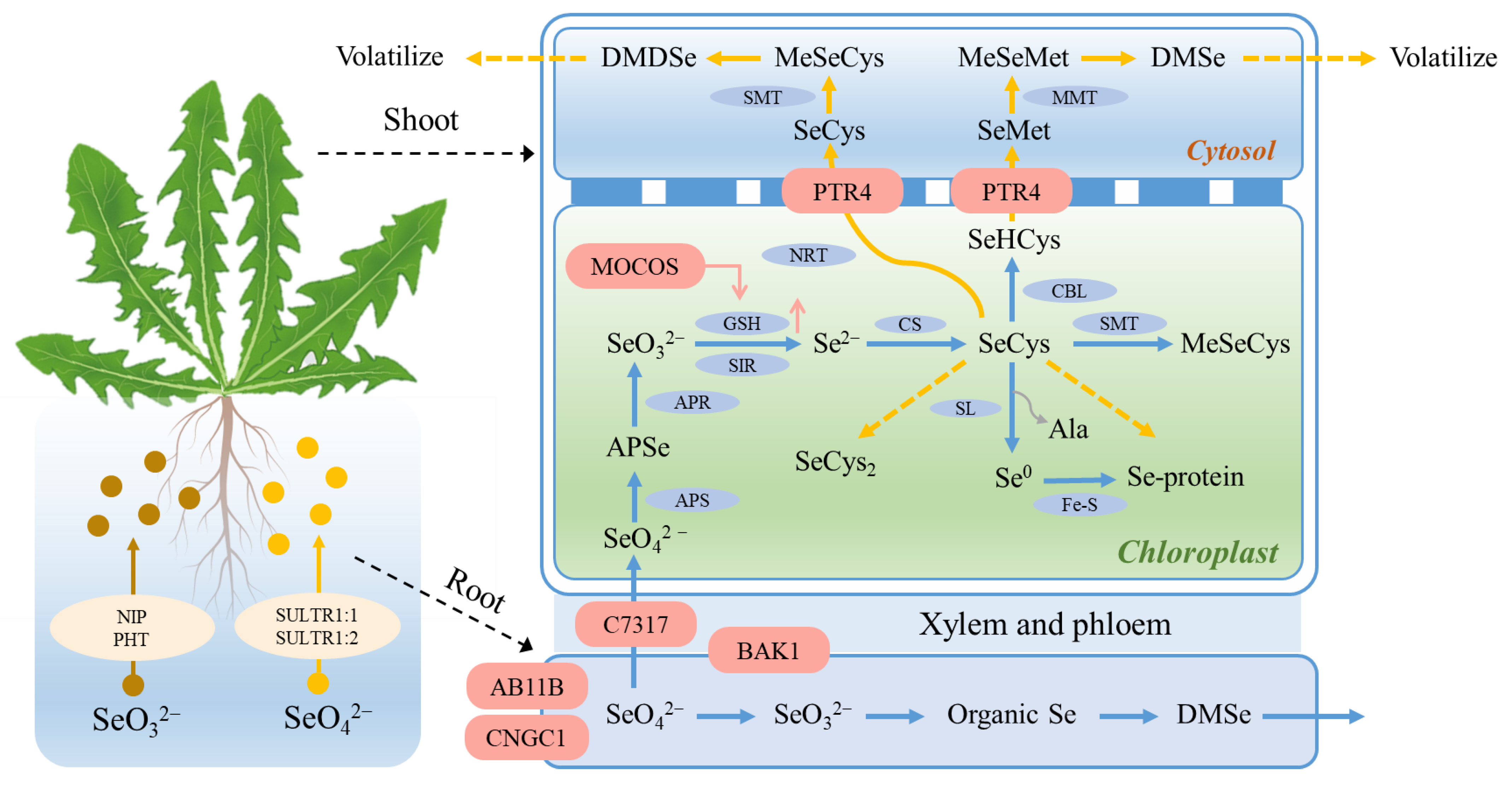 Horticulturae 10 00209 g012