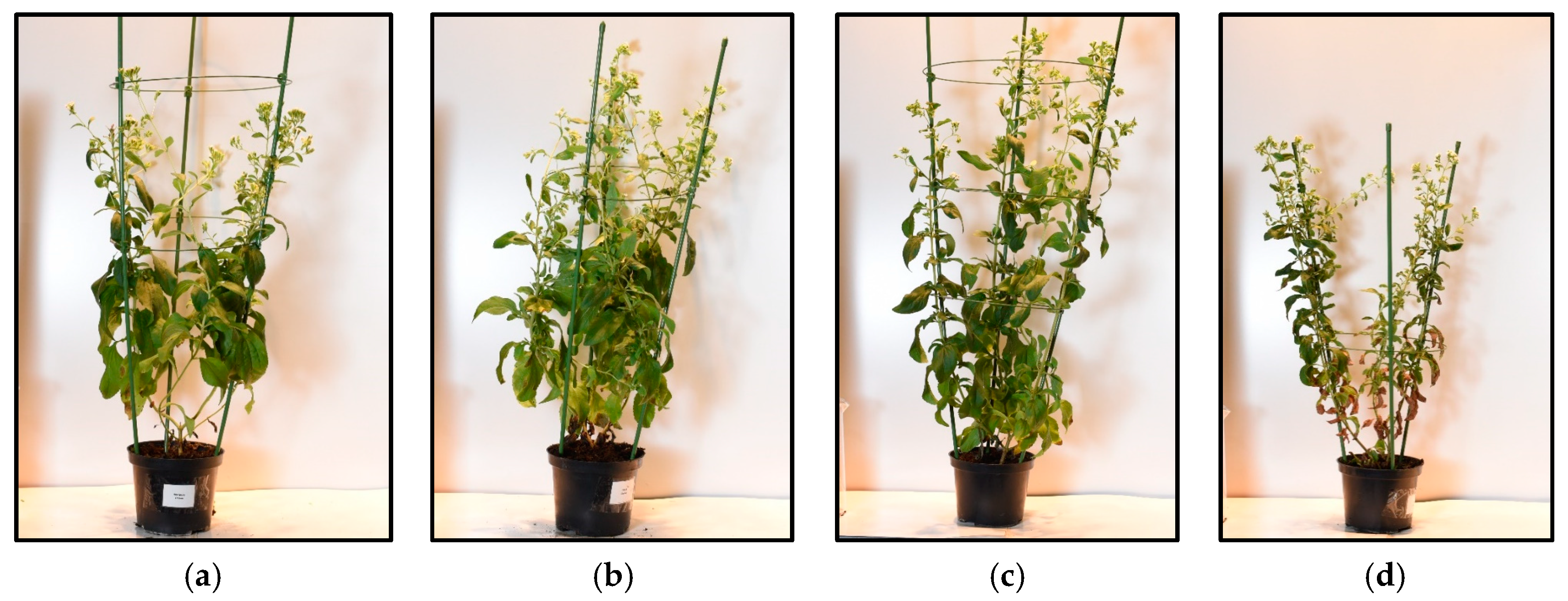 Horticulturae 10 00210 g001