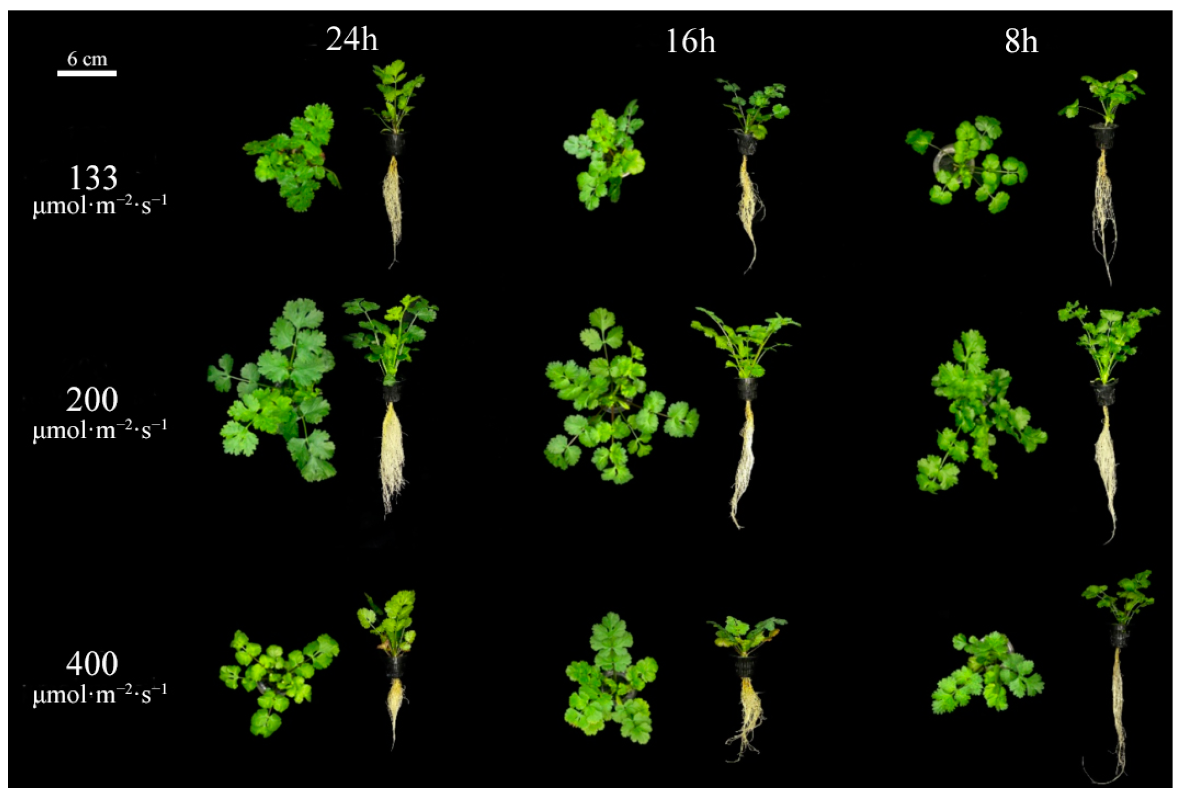 Horticulturae 10 00215 g001