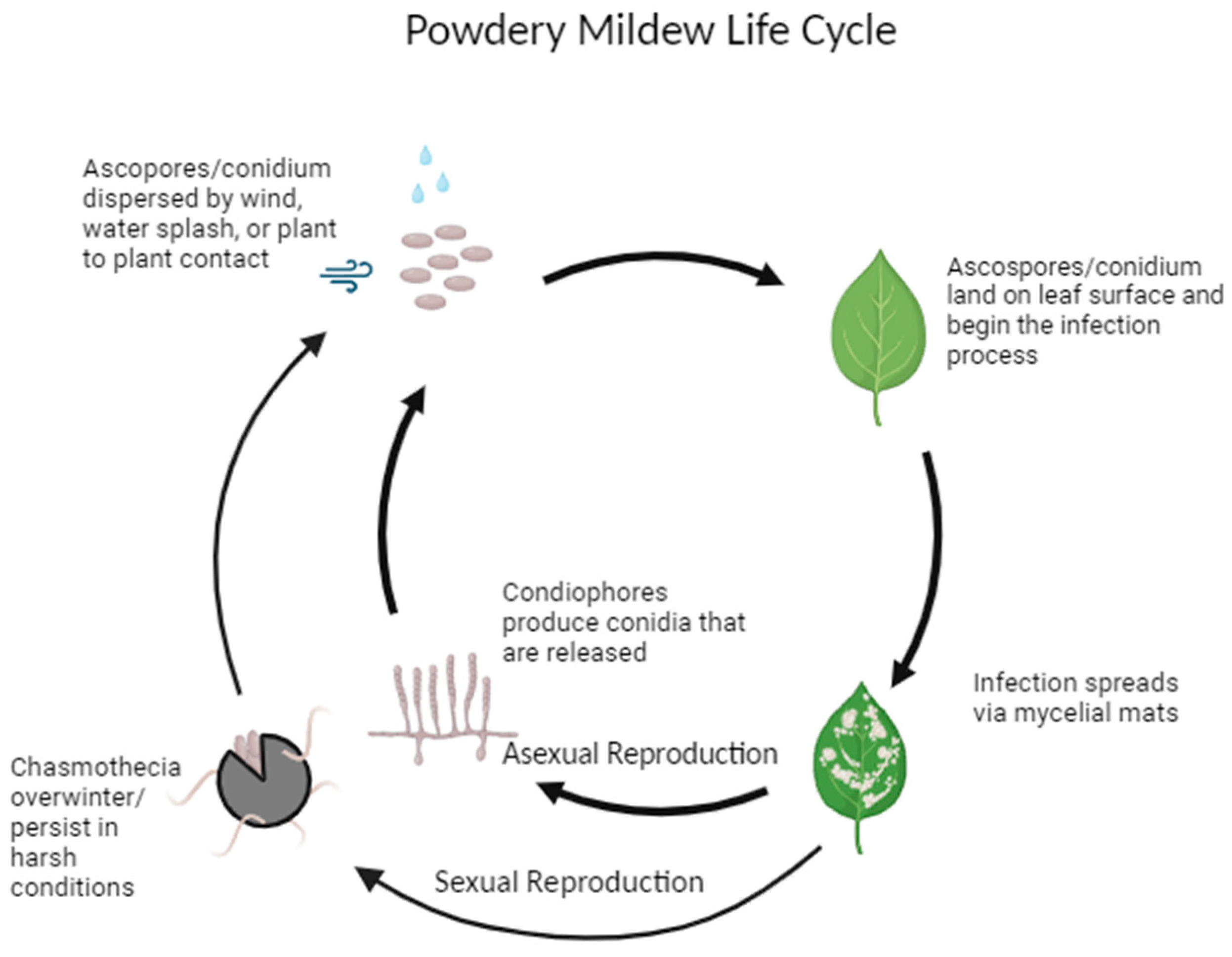 Horticulturae 10 00216 g002 Horticulturae 10 00216 g002