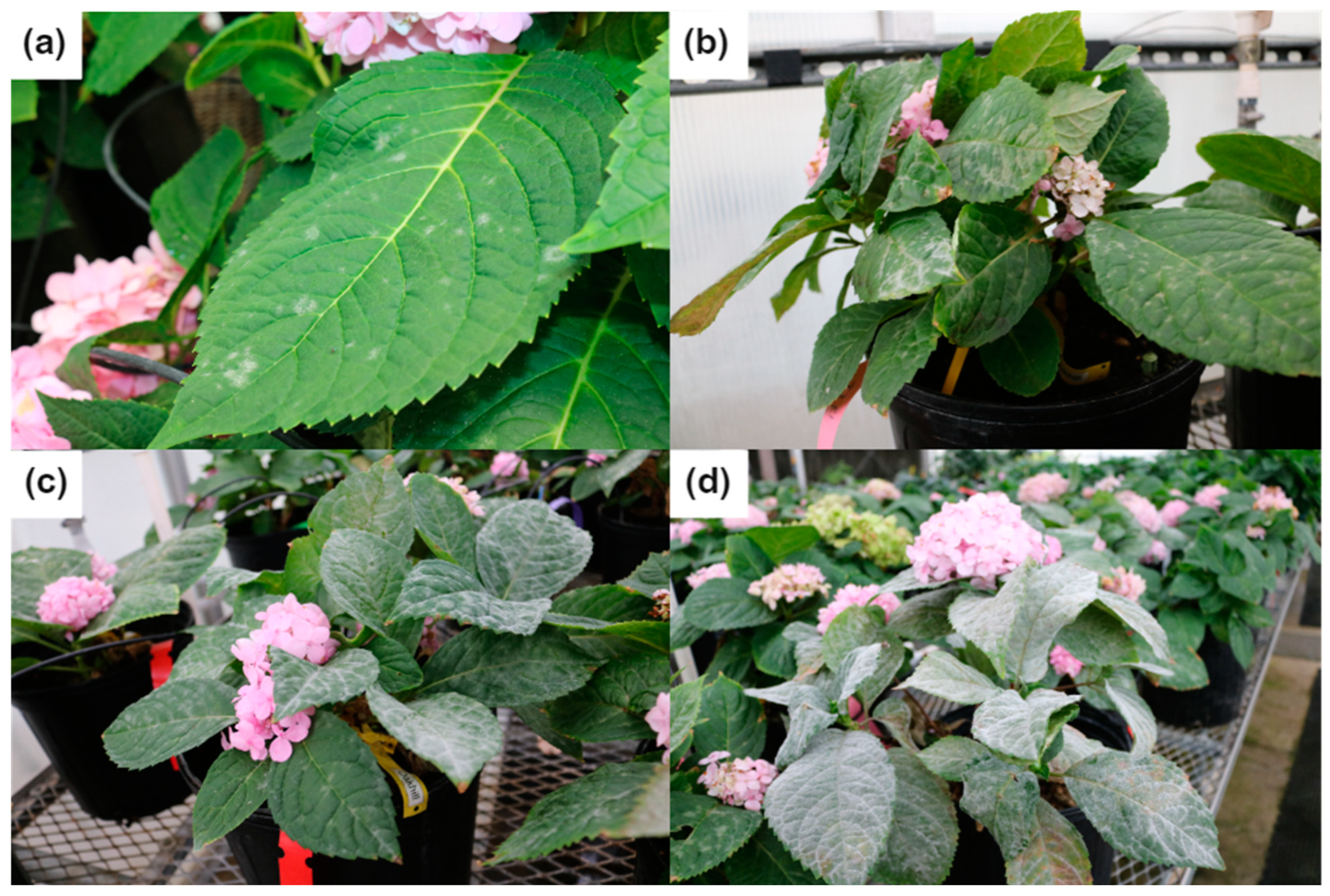 Horticulturae 10 00216 g003 Horticulturae 10 00216 g003
