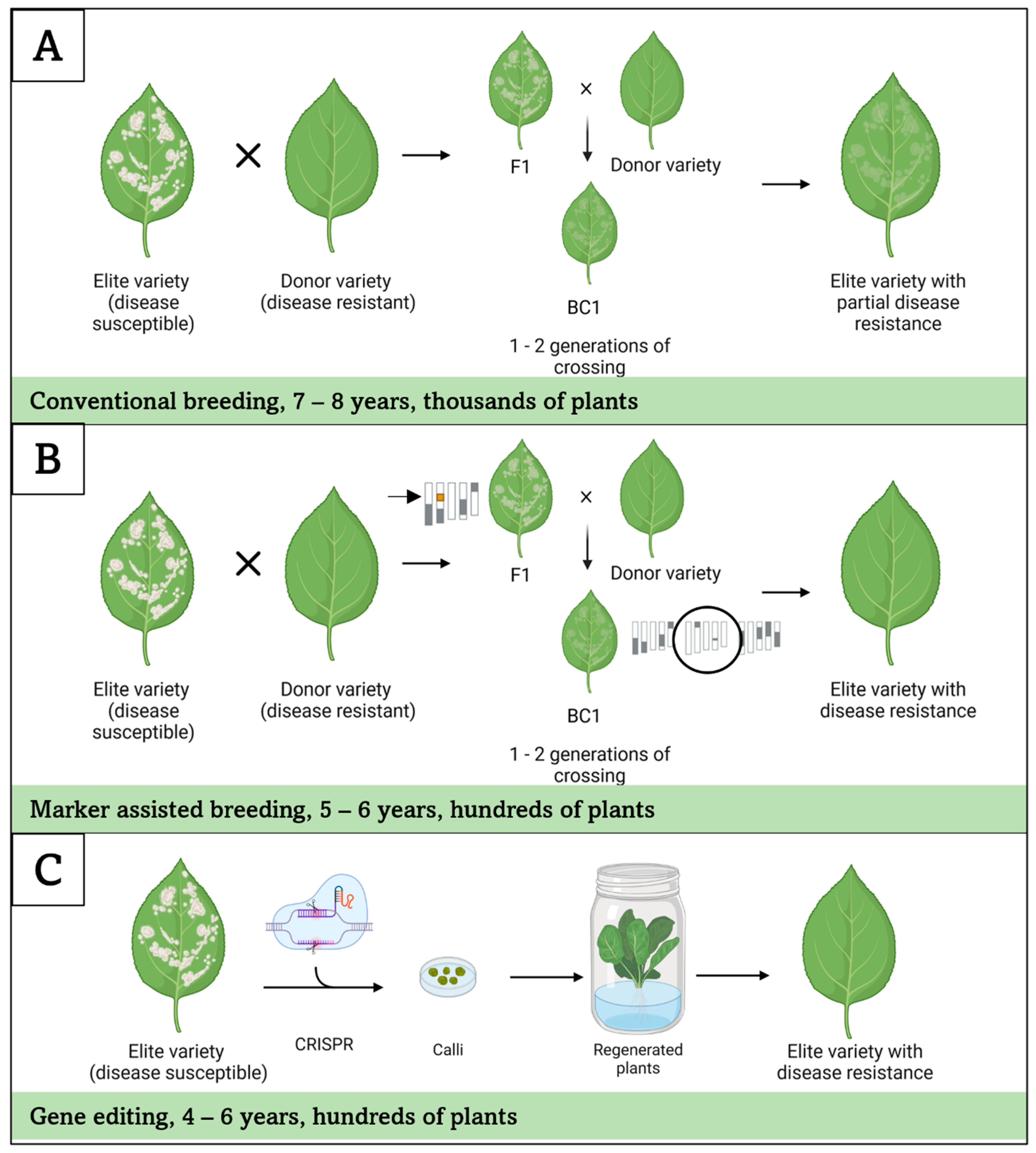 Horticulturae 10 00216 g004 Horticulturae 10 00216 g004