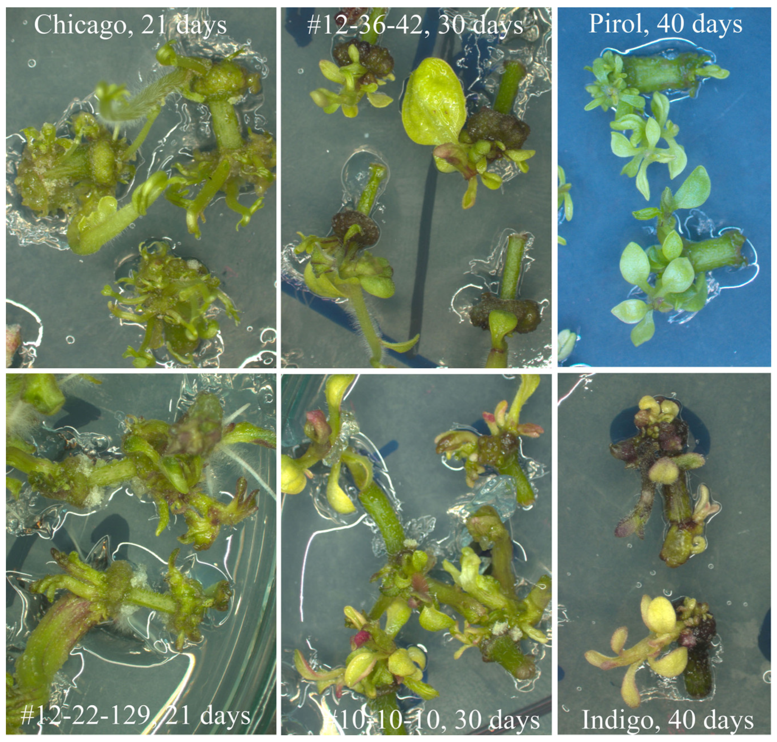 Horticulturae 10 00222 g002